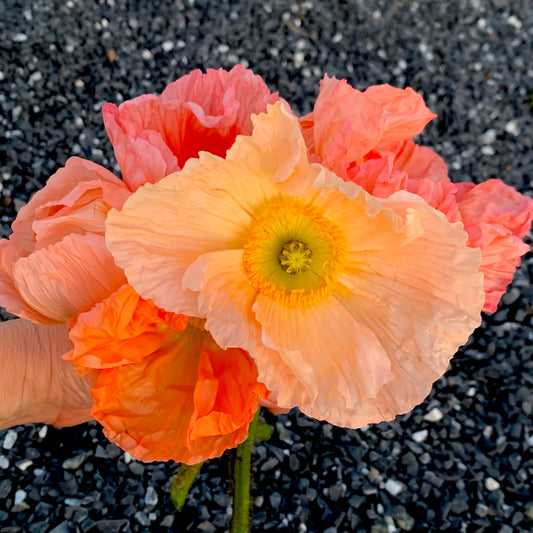 Iceland Poppies: Spring Chameleons of the Bouquet Blueprint