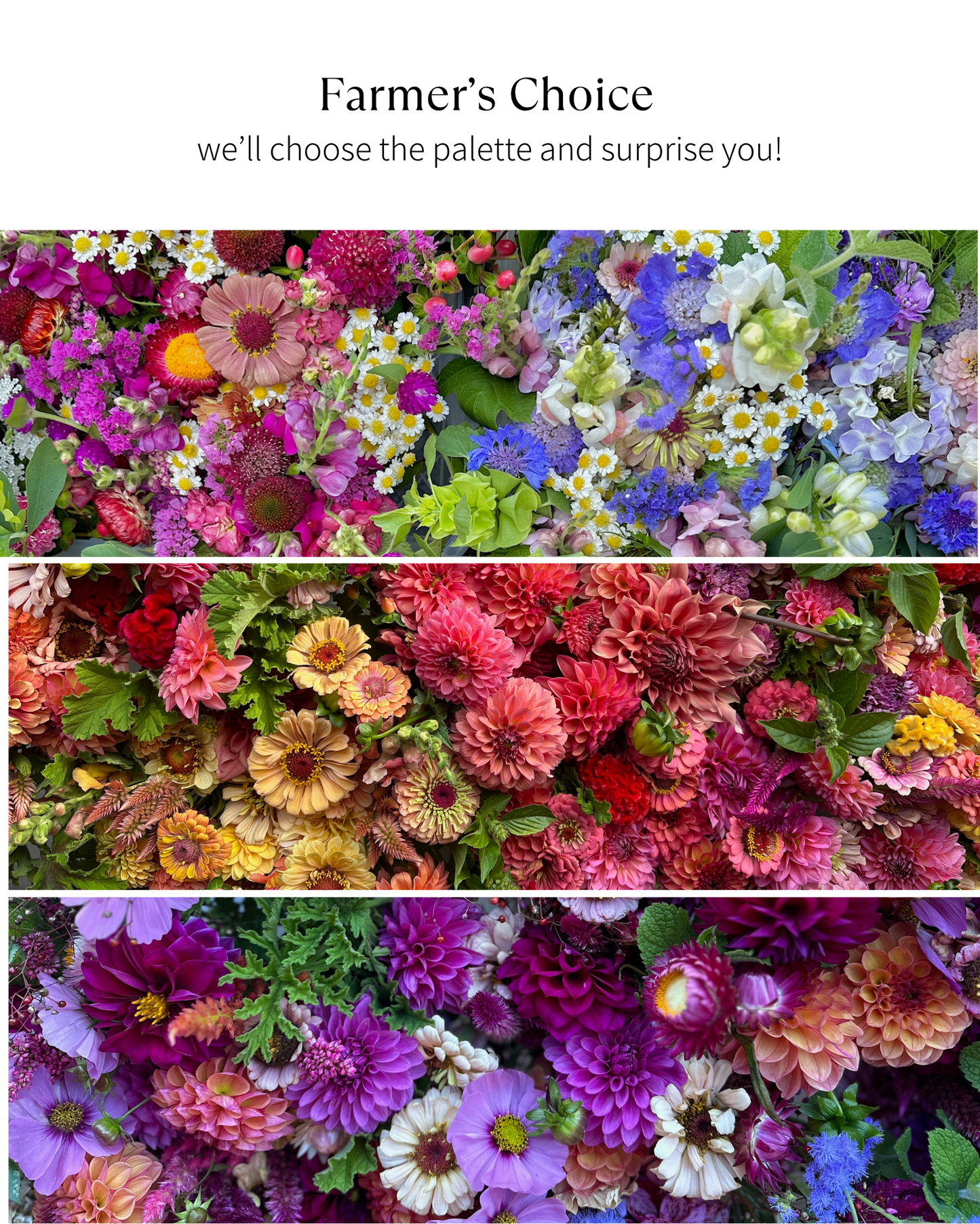 Bloom Bucket: Flower Farmer's Choice (50 Stems)