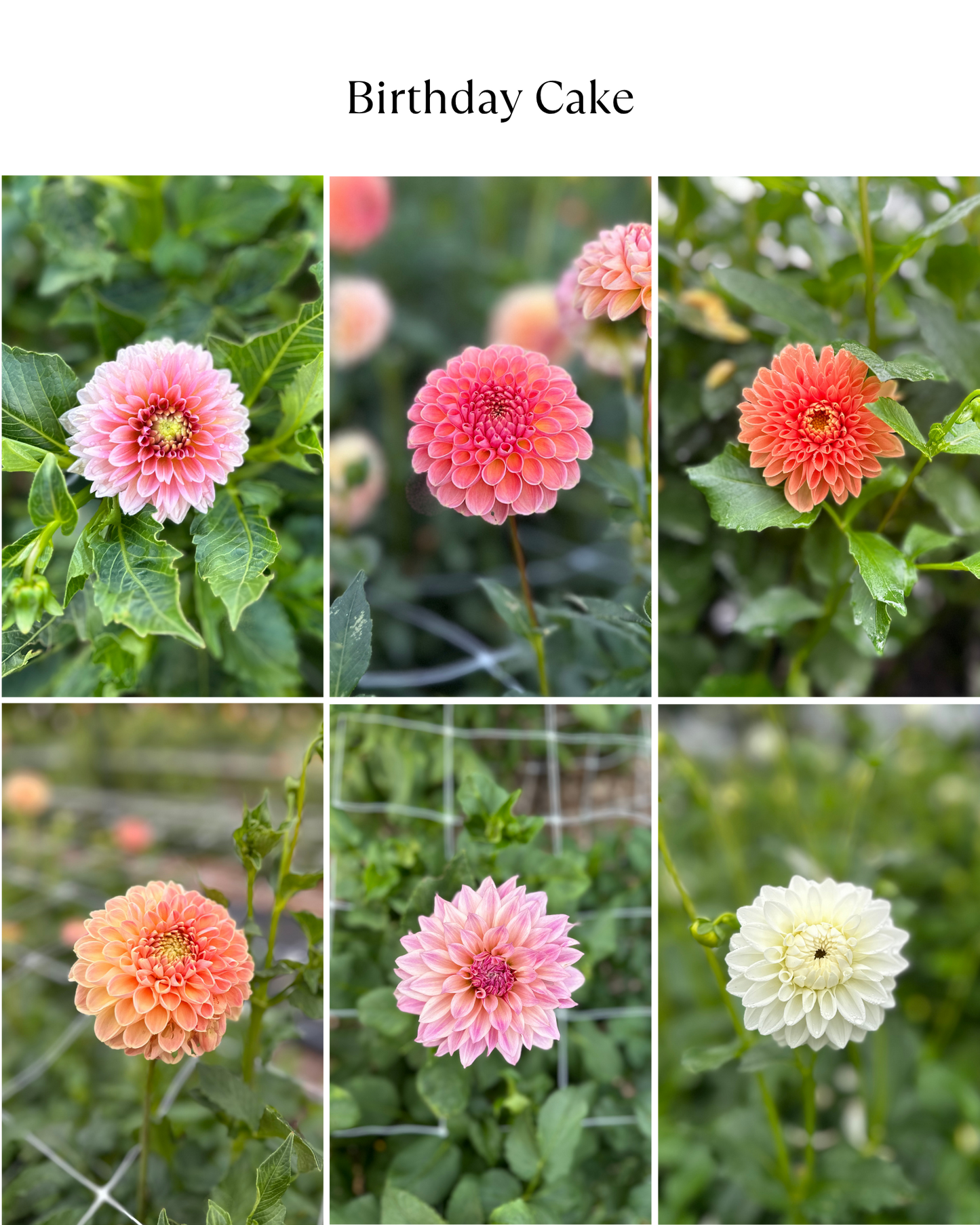 Dahlia Bucket: Birthday Cake (50 Stems)