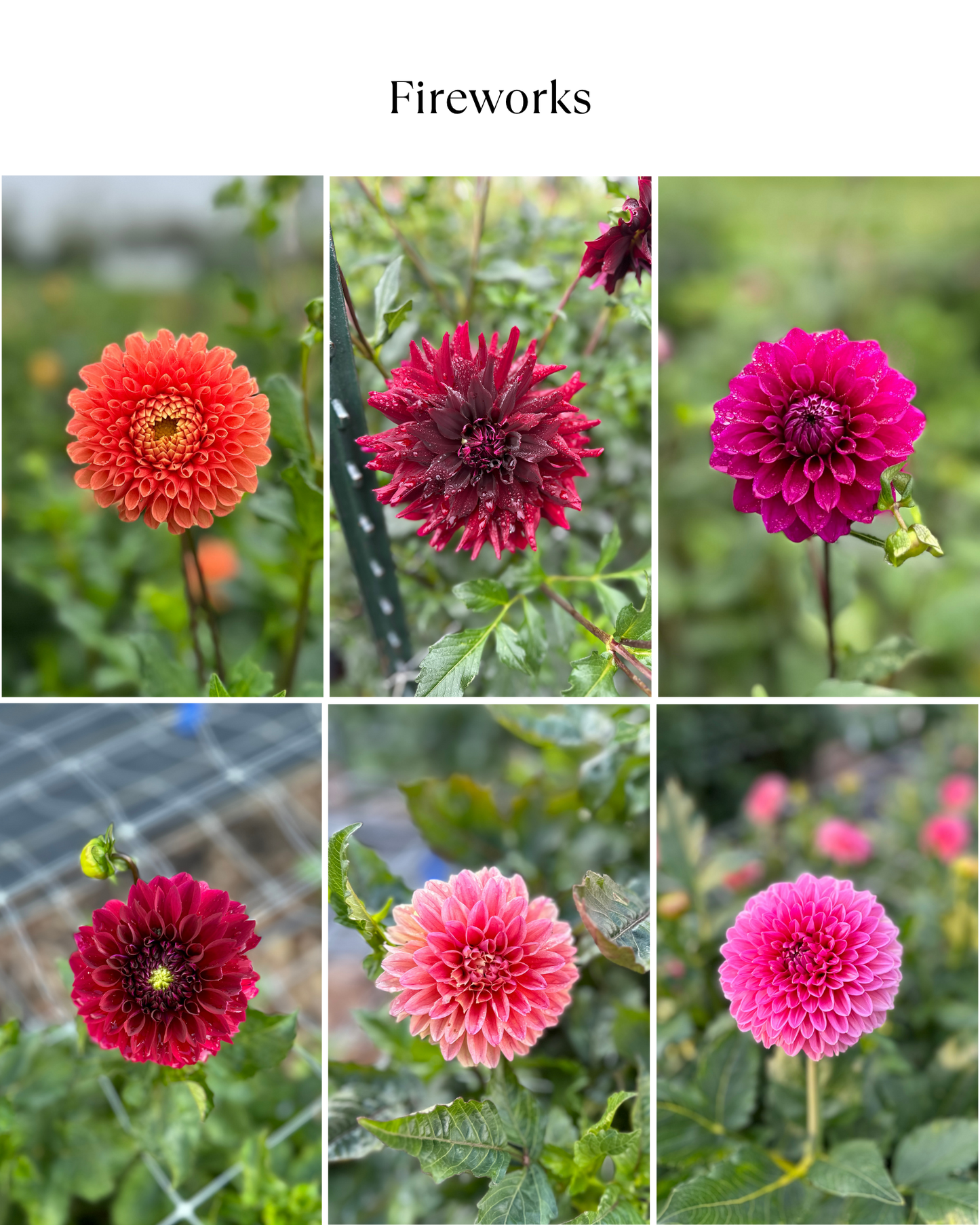 Dahlia Bucket: Fireworks (50 Stems)
