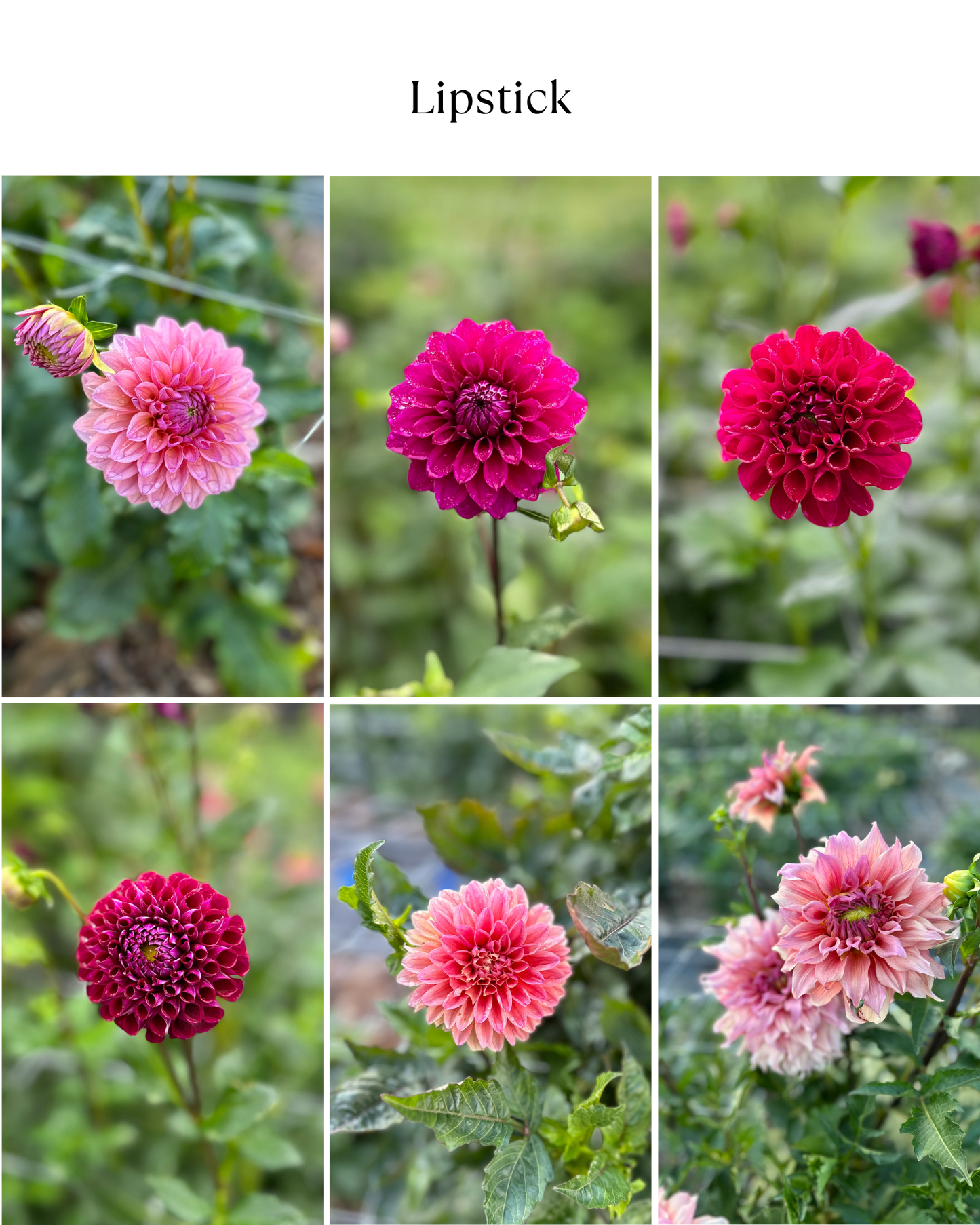 Dahlia Bucket: Lipstick (50 Stems)