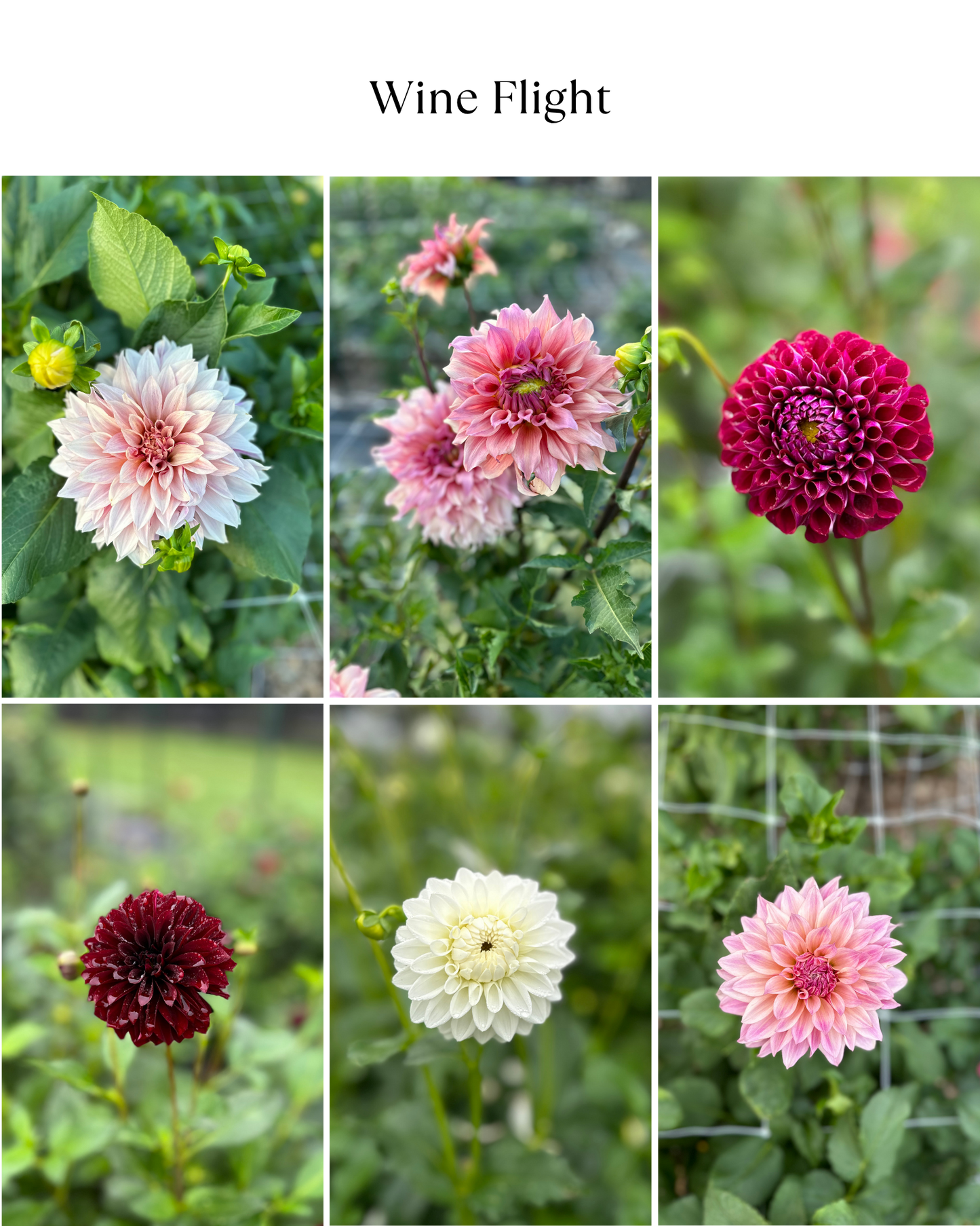 Dahlia Bucket: Wine Flight (50 Stems)