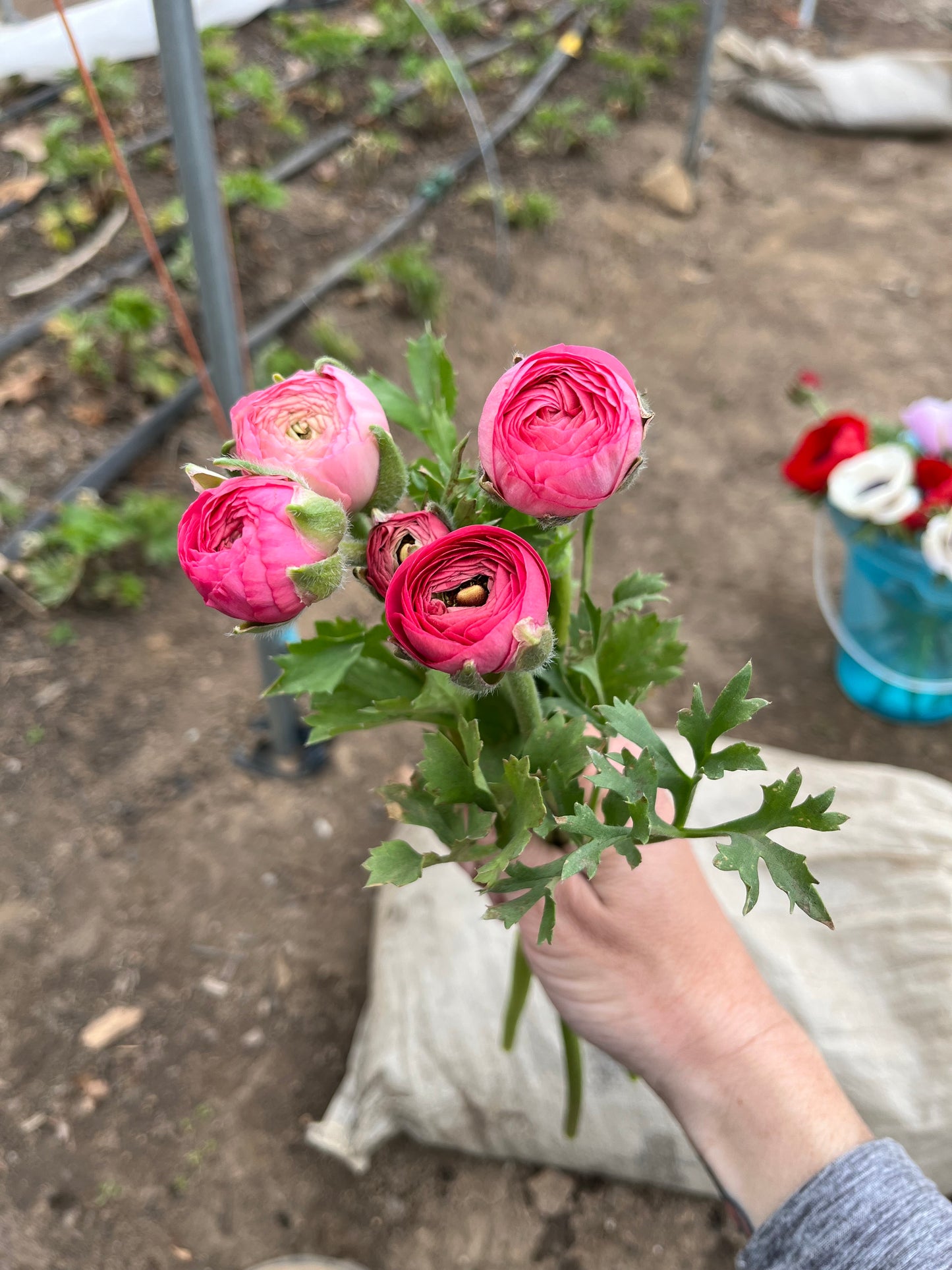 Ranunculus Bucket (50 Stems)