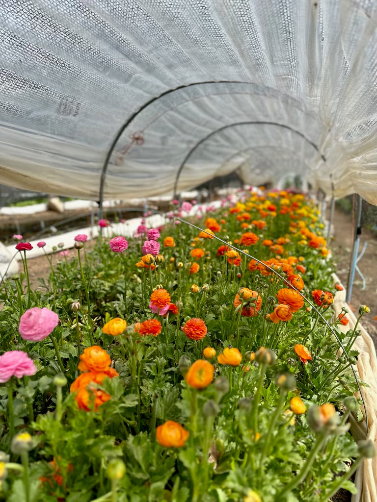 Ranunculus Bucket (50 Stems)