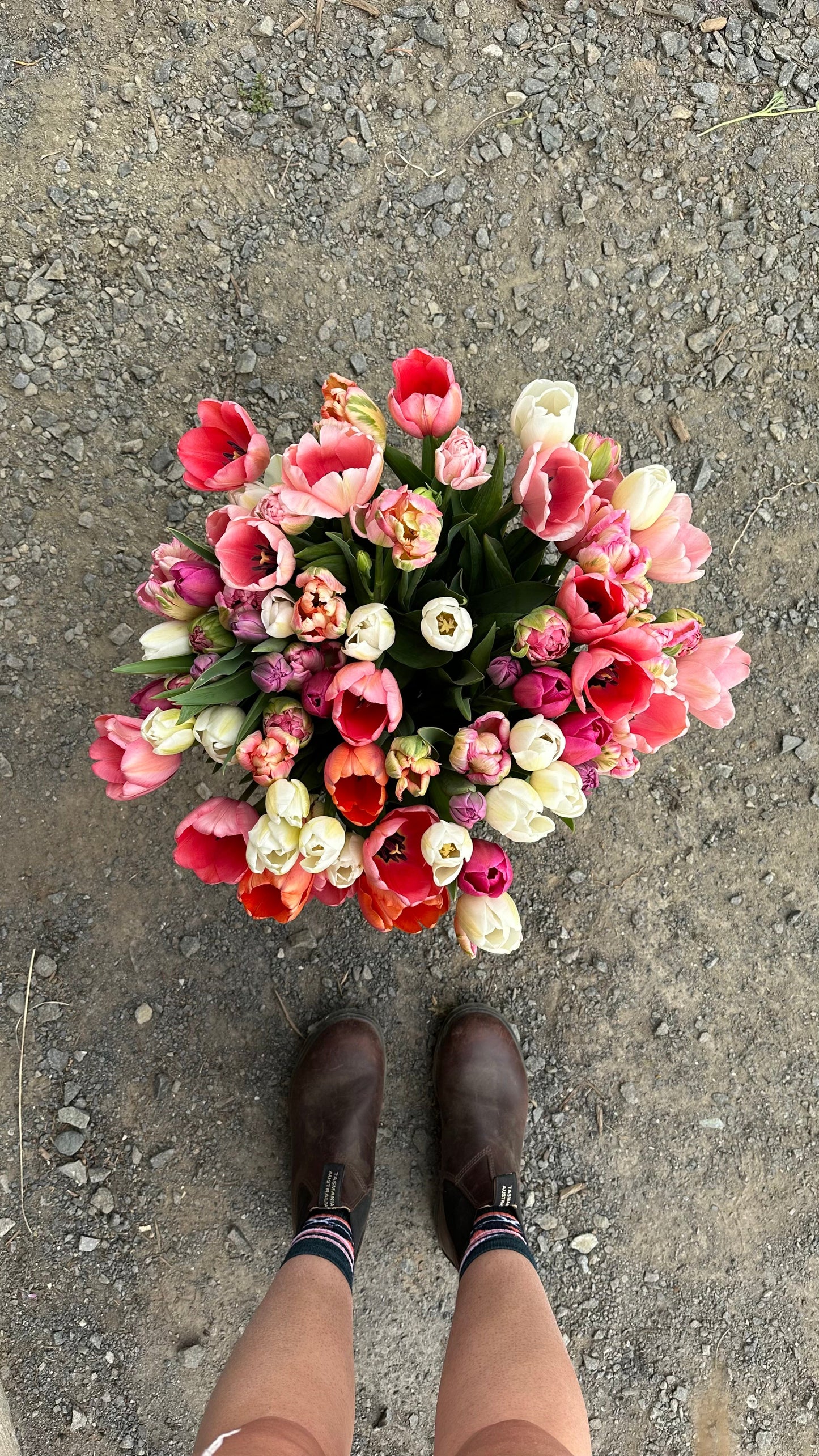 Tulip Bucket (50 Stems)
