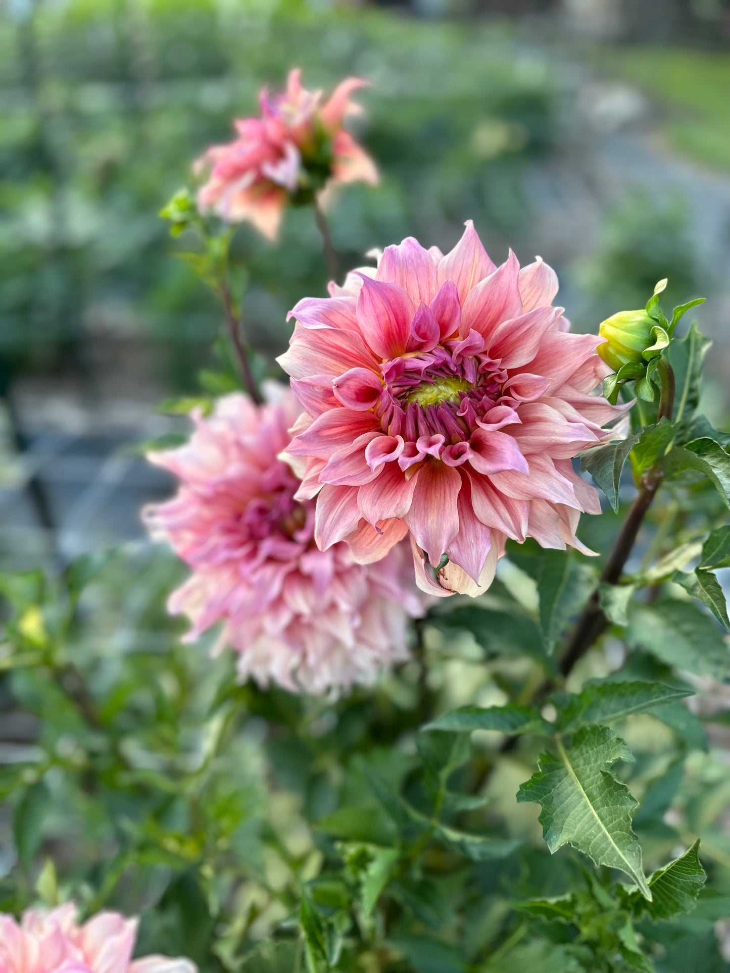 Golden Hour Dahlia Pick: Saturday, October 4th, 430PM - 7PM