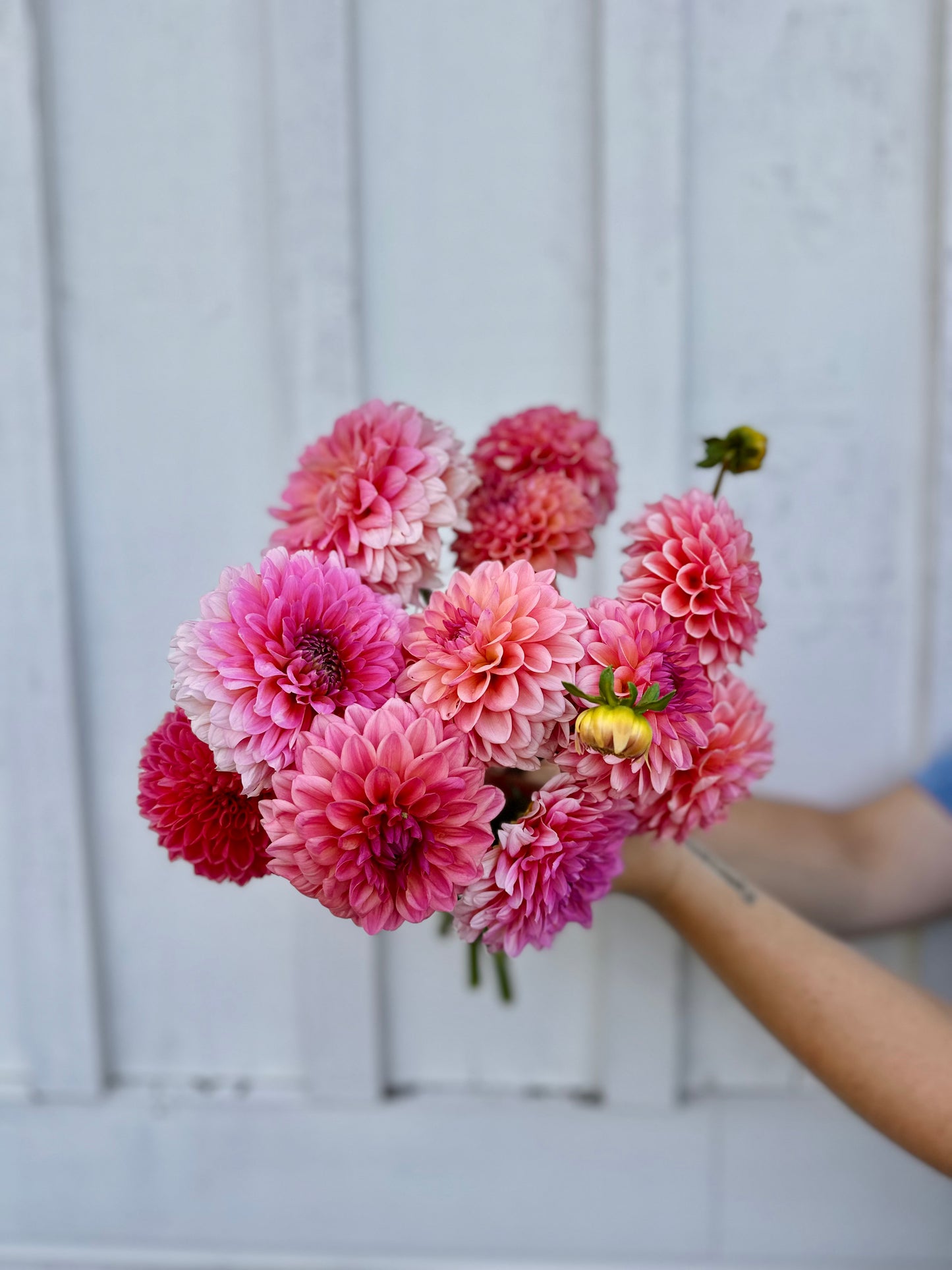 Golden Hour Dahlia Pick: Saturday, October 4th, 430PM - 7PM