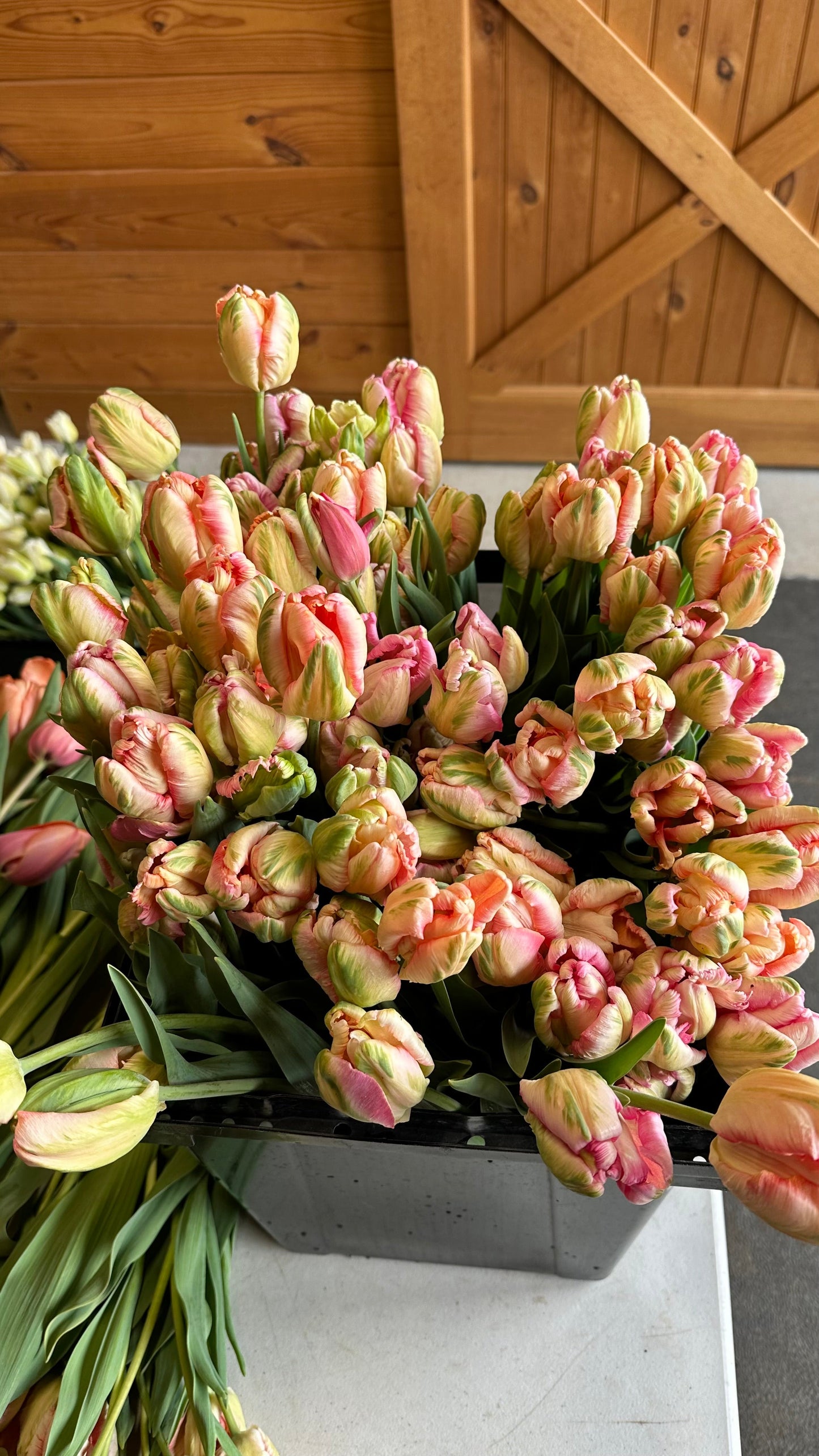Tulip Bucket (50 Stems)