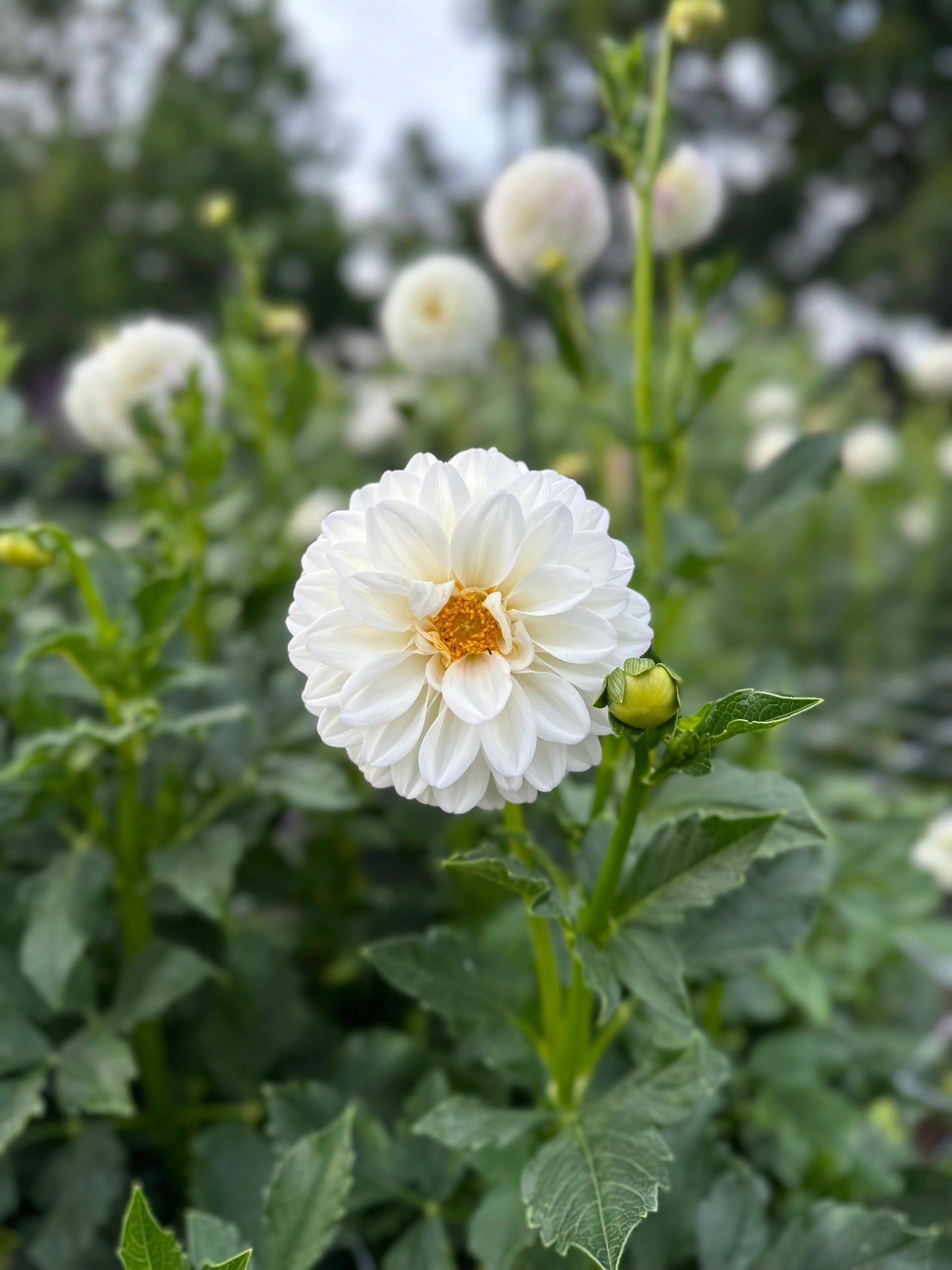 Golden Hour Dahlia Pick: Saturday, October 4th, 430PM - 7PM