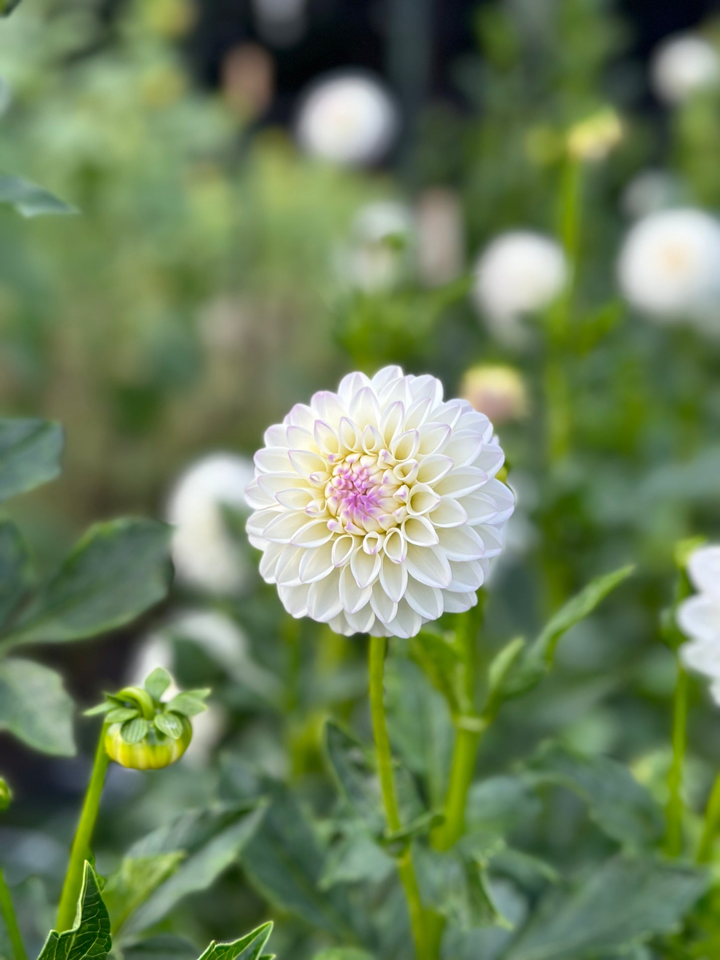 Golden Hour Dahlia Pick: Saturday, October 4th, 430PM - 7PM