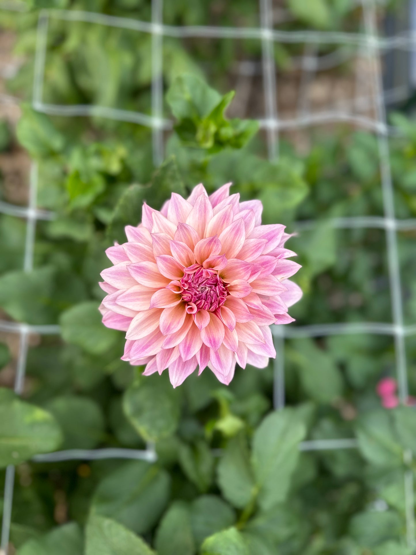 Golden Hour Dahlia Pick: Saturday, October 4th, 430PM - 7PM