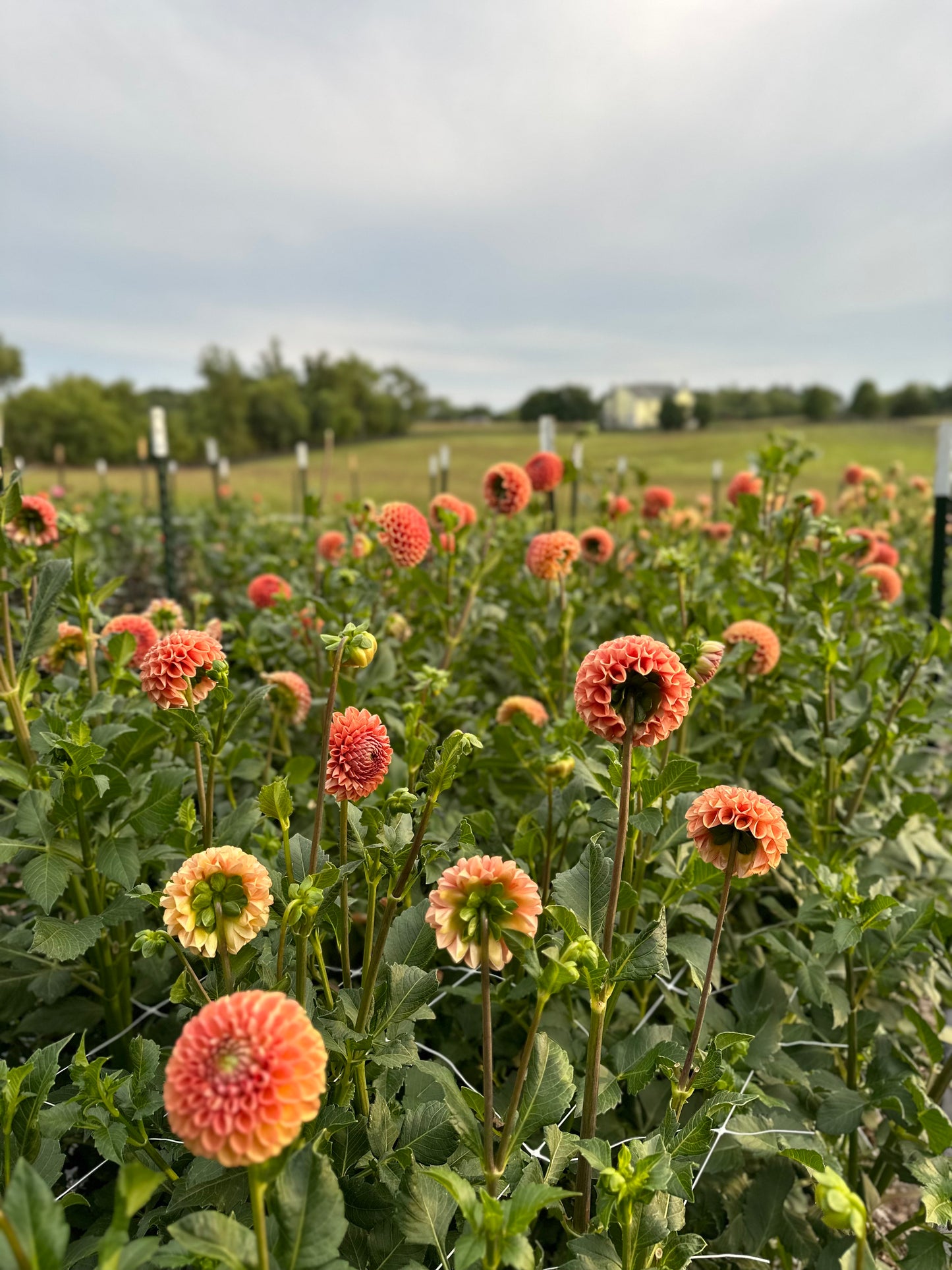 Golden Hour Dahlia Pick: Saturday, October 4th, 430PM - 7PM