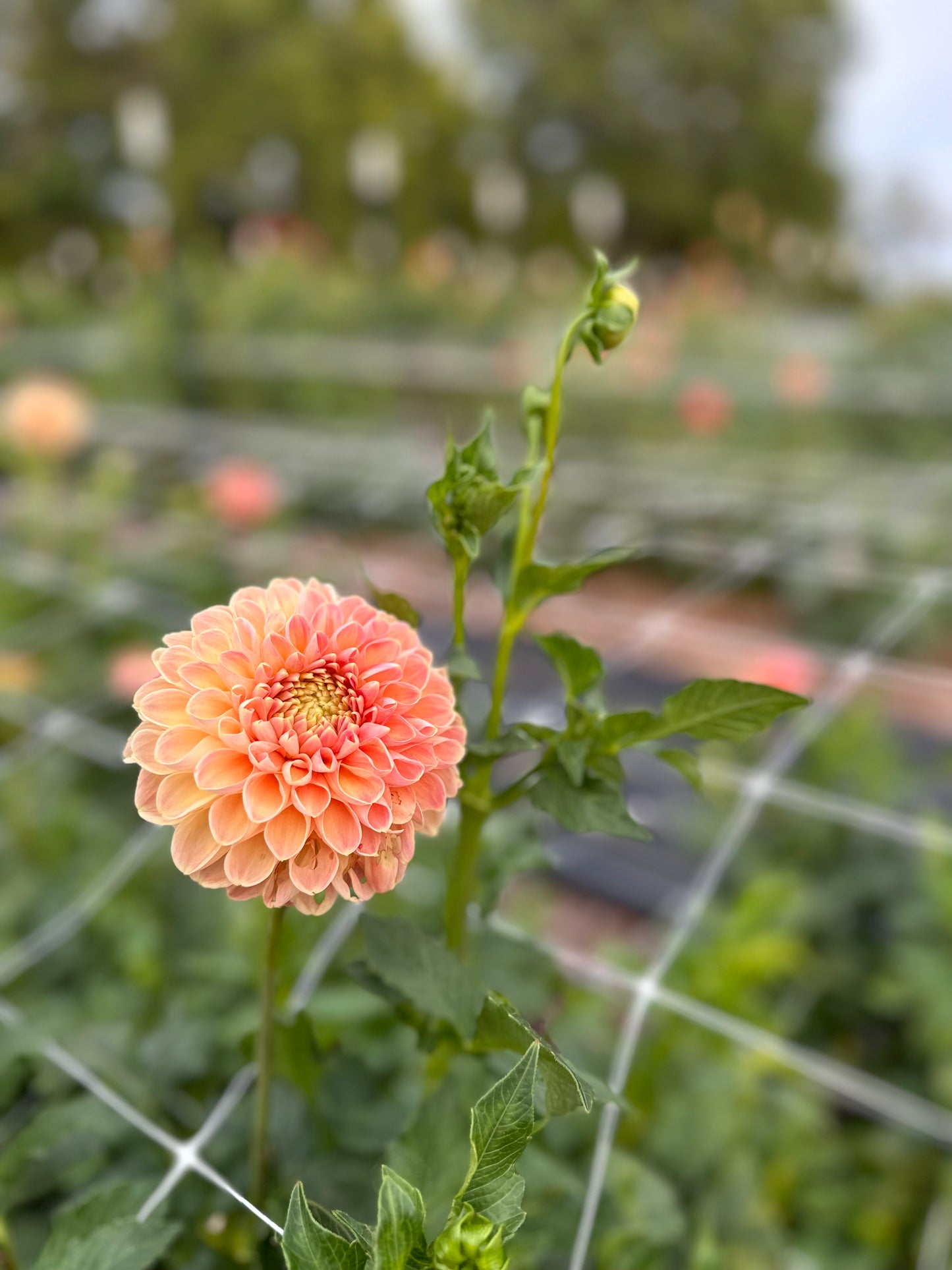 Golden Hour Dahlia Pick: Saturday, October 4th, 430PM - 7PM
