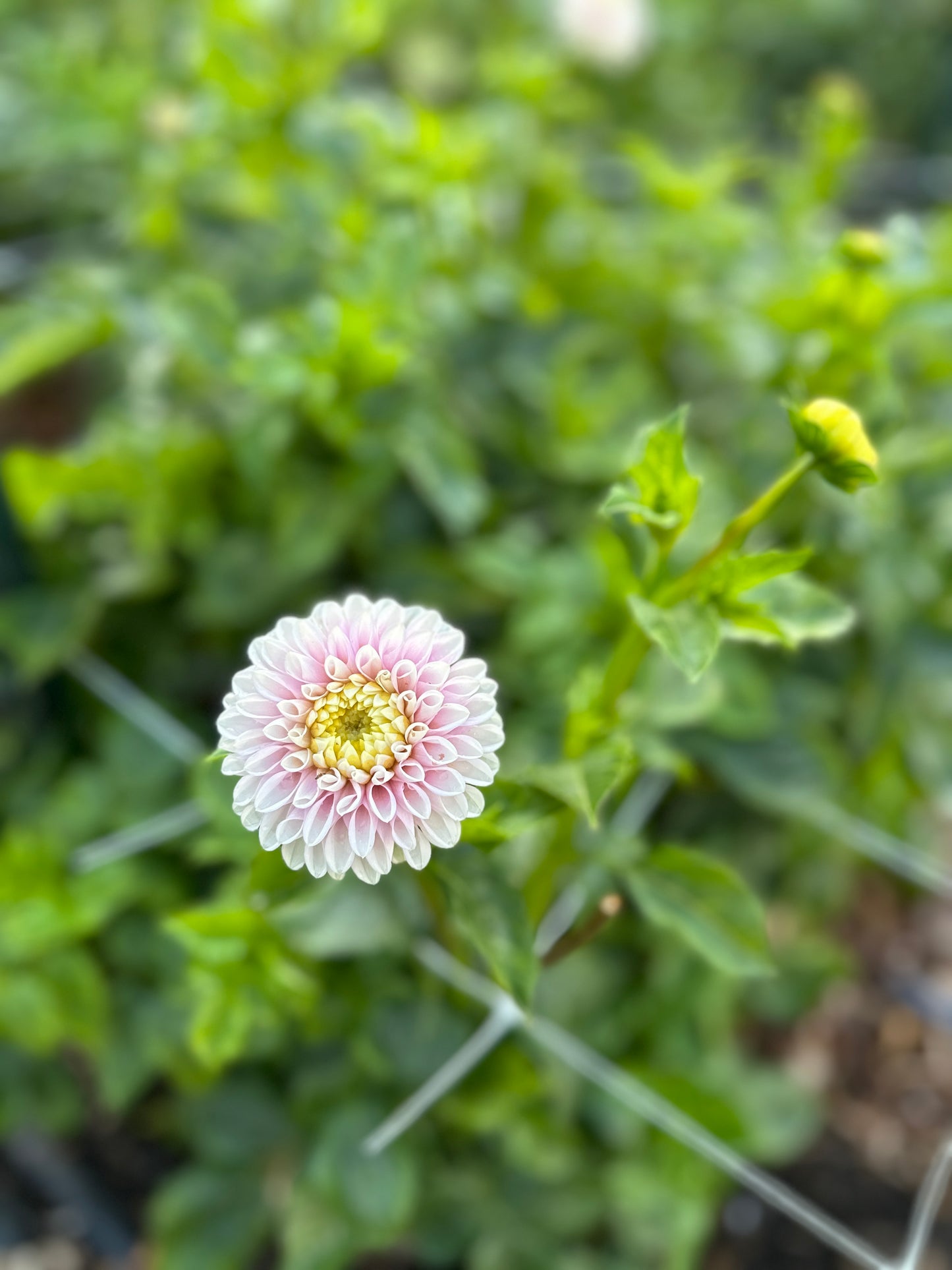 Golden Hour Dahlia Pick: Saturday, October 4th, 430PM - 7PM