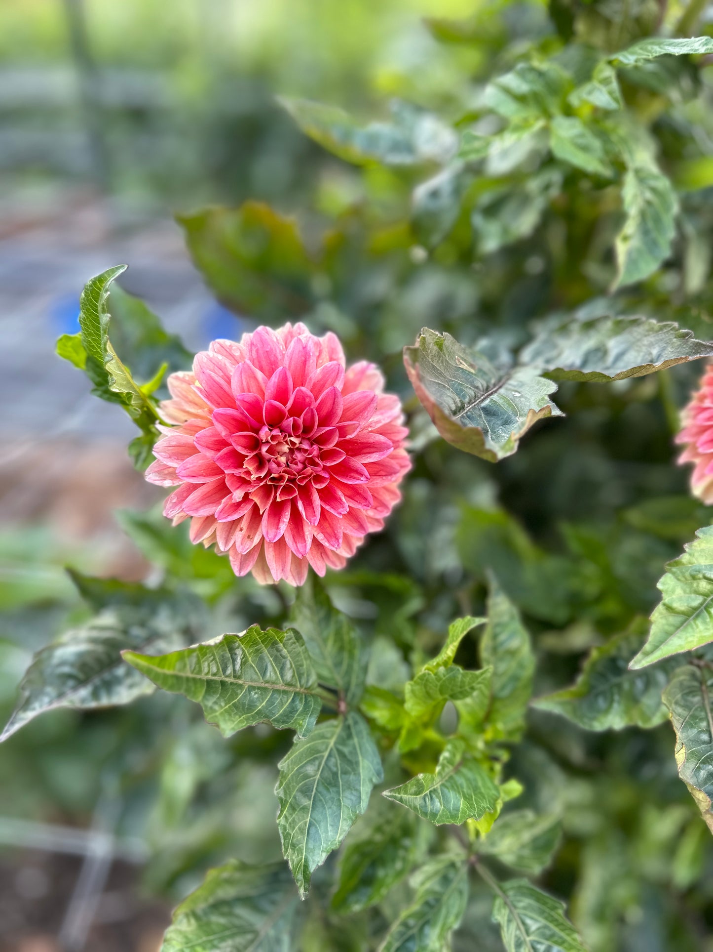 Golden Hour Dahlia Pick: Saturday, October 4th, 430PM - 7PM