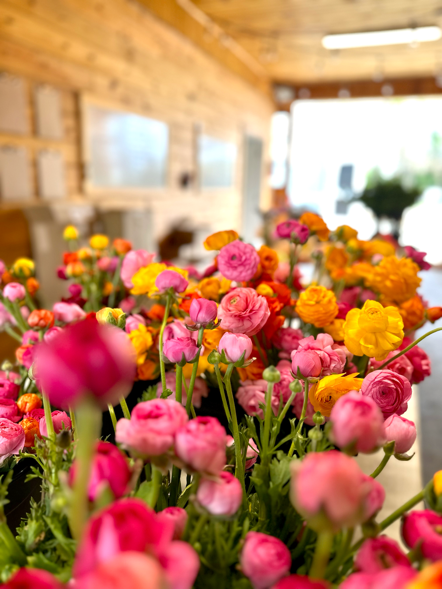Ranunculus Bucket (50 Stems)