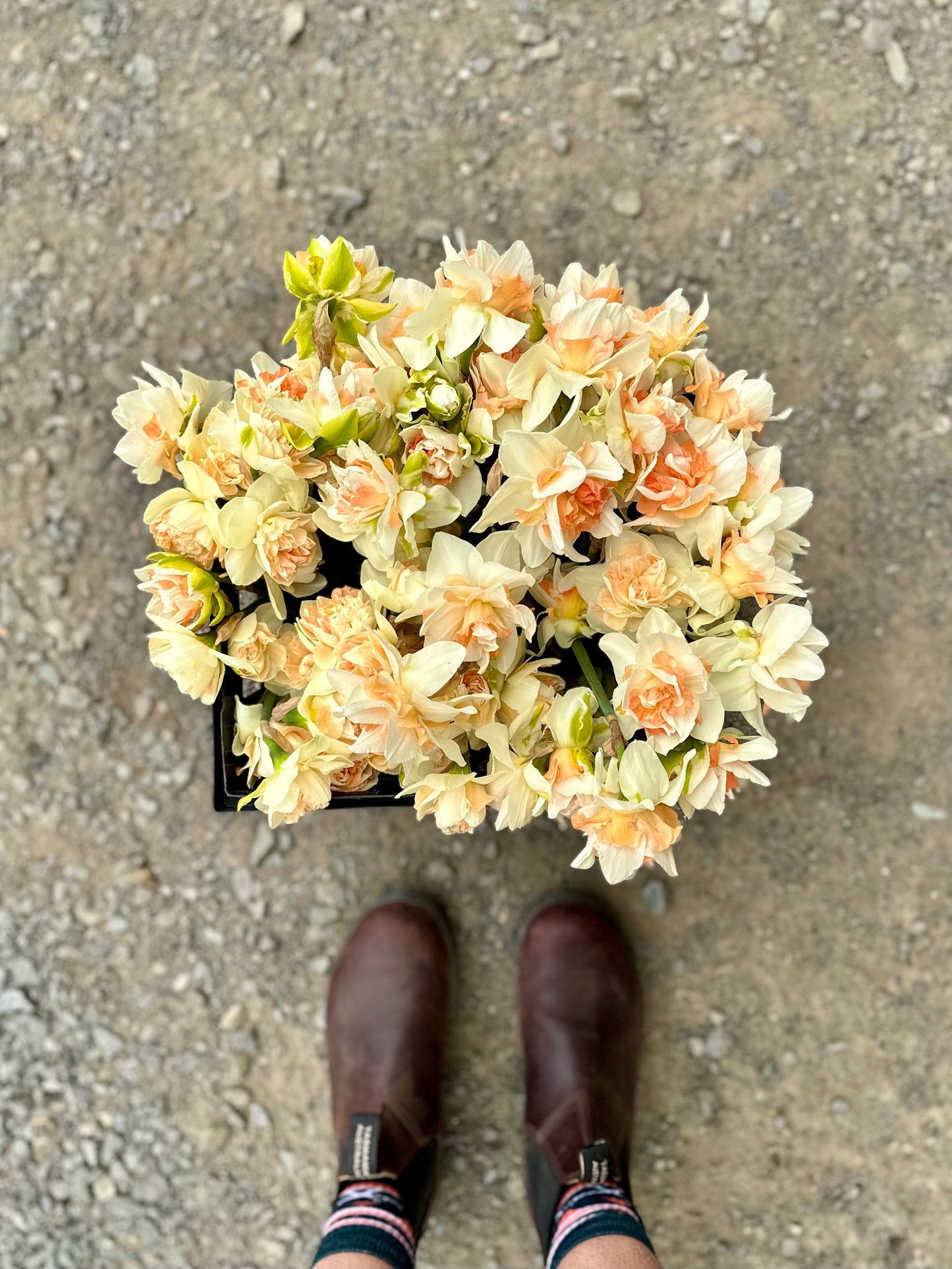 Creamy Double Daffodil Bucket (50 Stems)