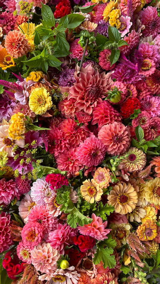 Dahlia Design Workshop - Saturday, September 19th, 11AM