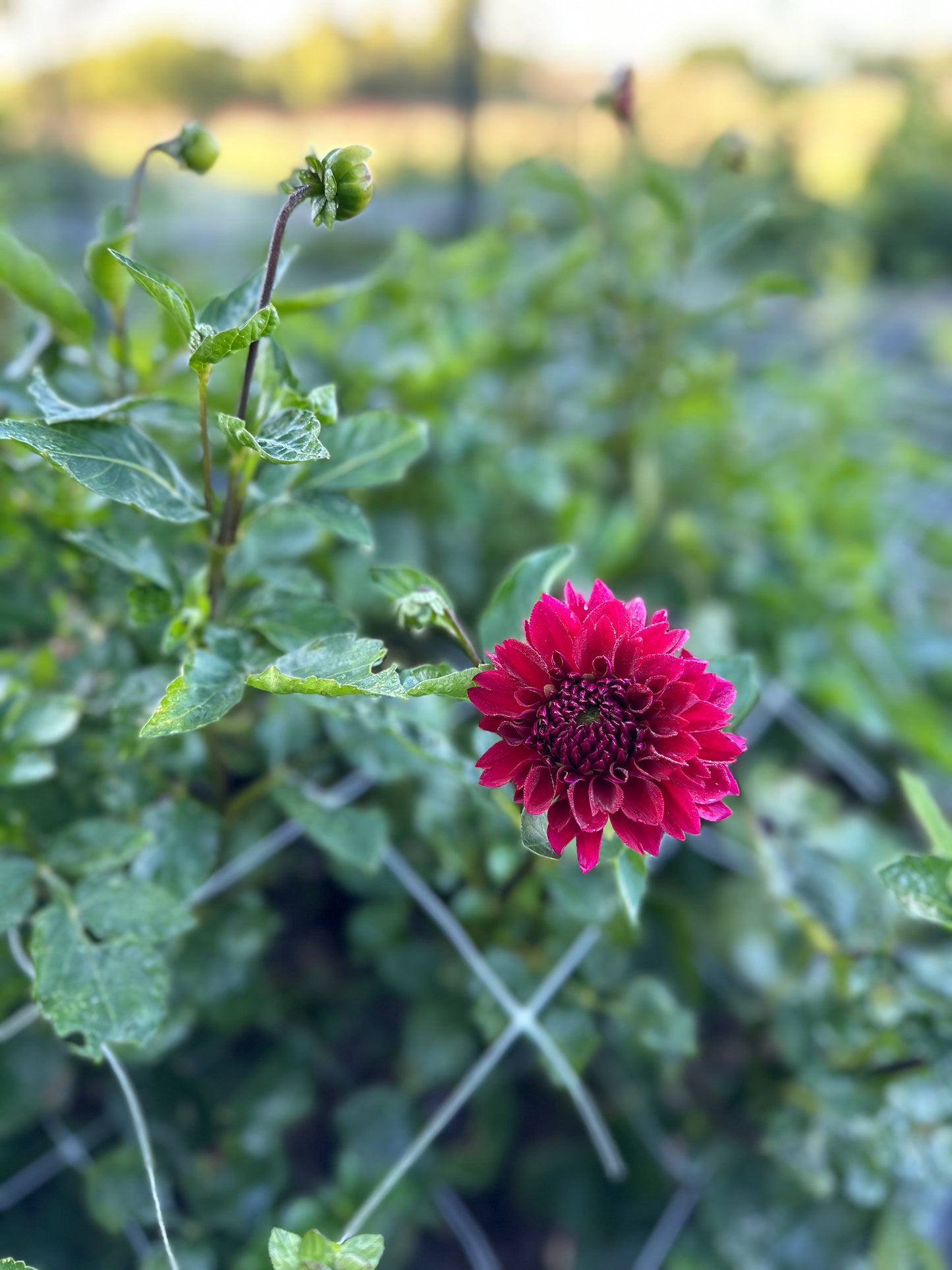 Golden Hour Dahlia Pick: Saturday, October 4th, 430PM - 7PM