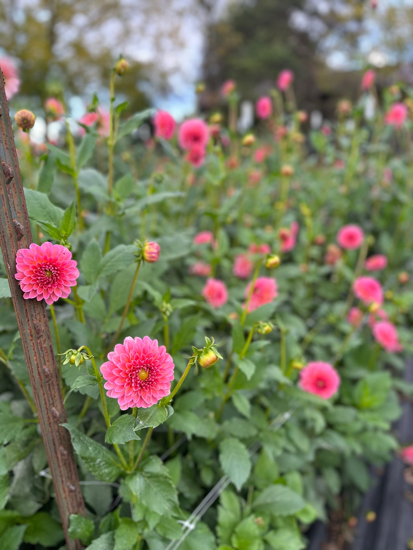 Golden Hour Dahlia Pick: Saturday, October 4th, 430PM - 7PM