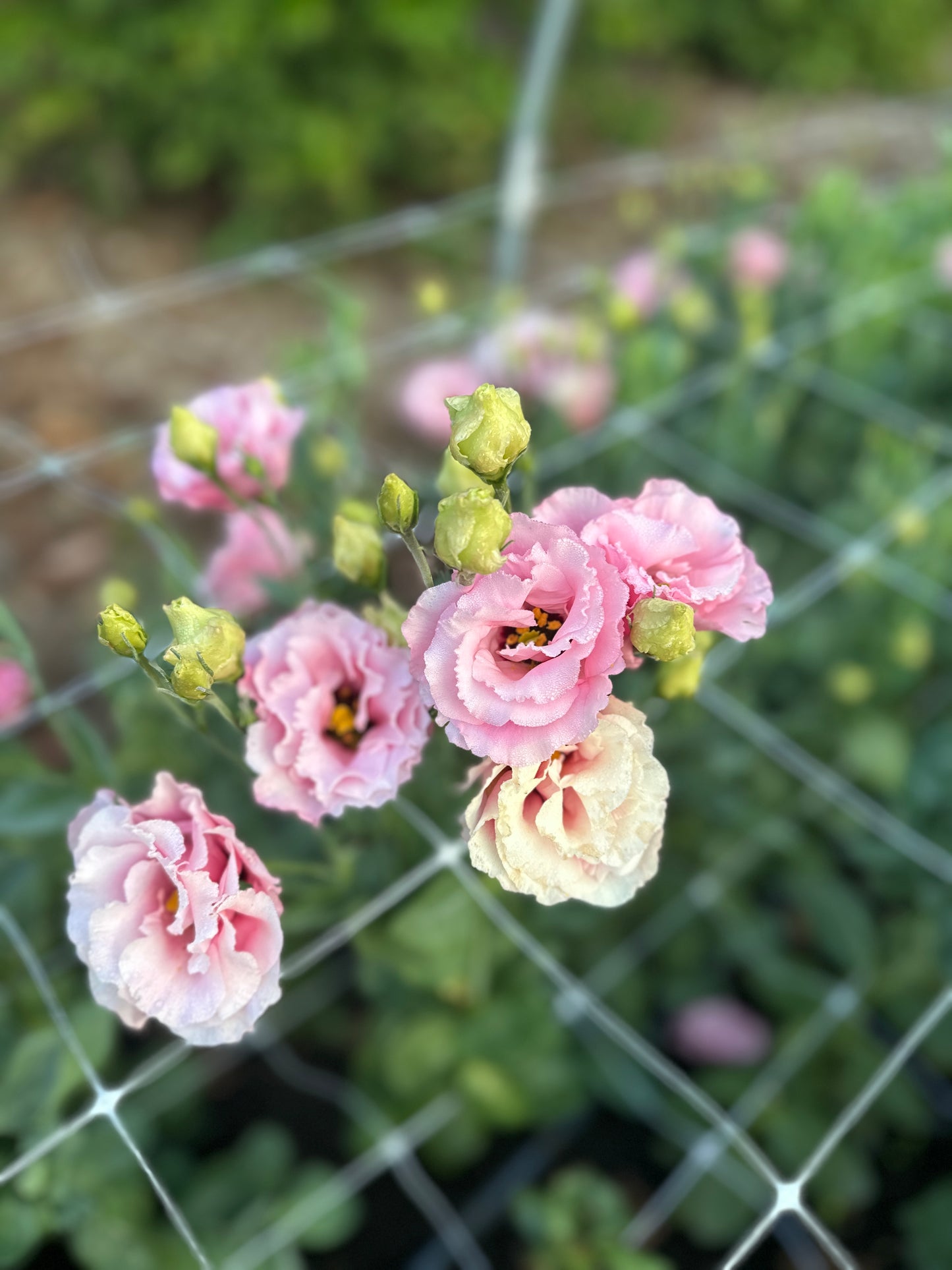 A Handheld Bouquet Workshop - Saturday, October 11th, 10AM