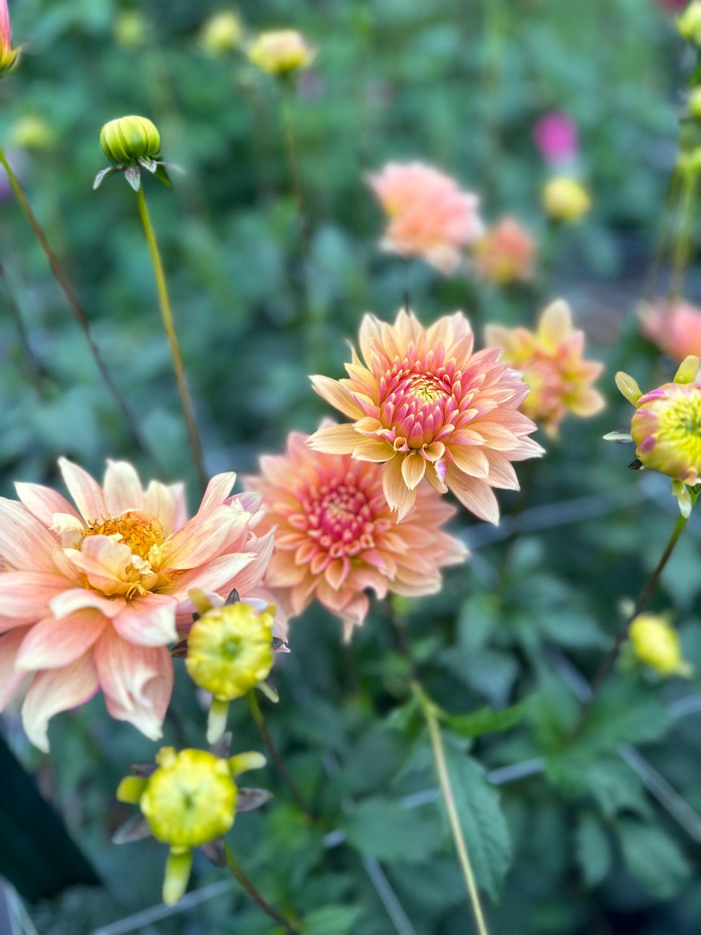 Golden Hour Dahlia Pick: Saturday, October 4th, 430PM - 7PM