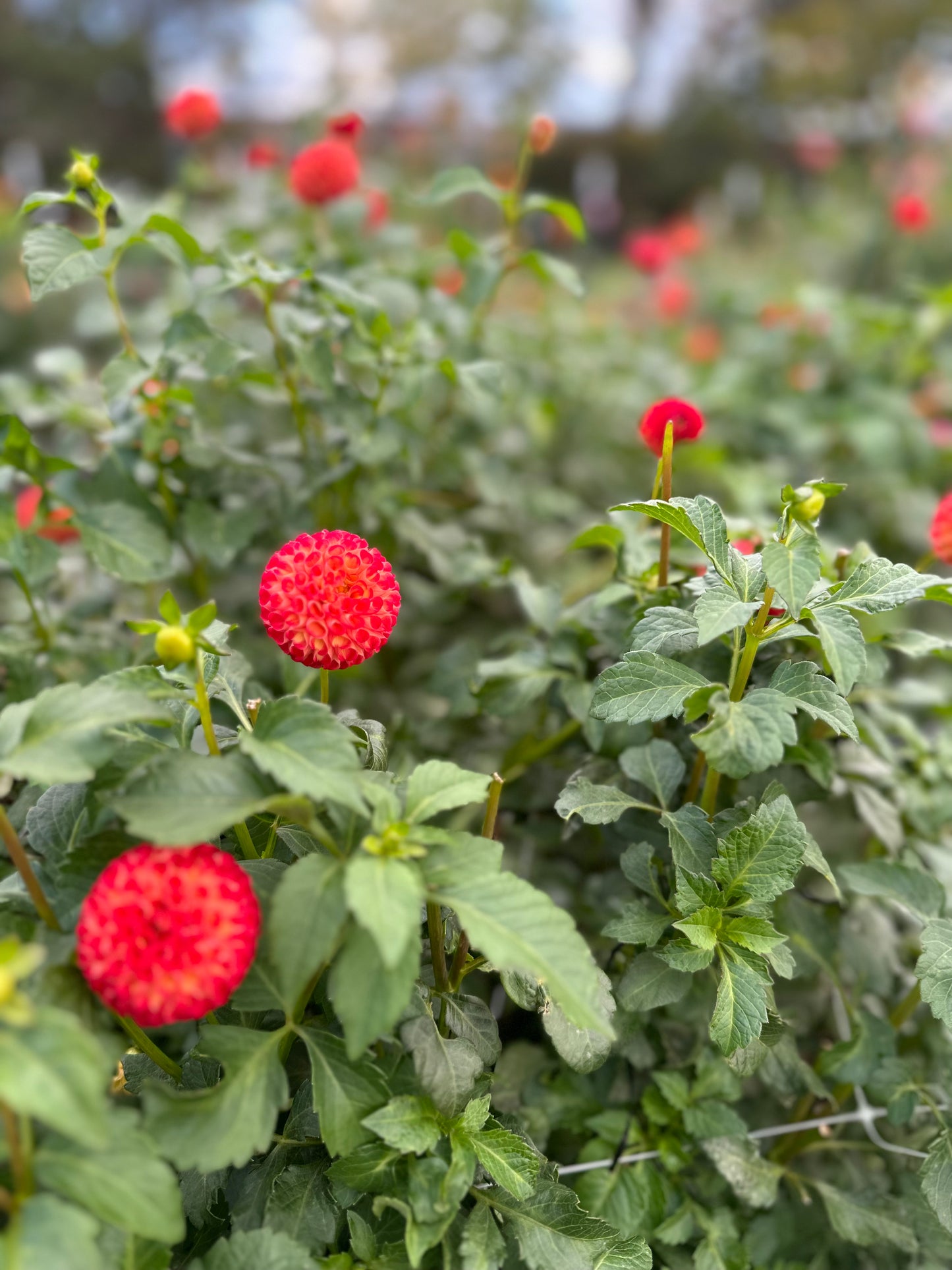 Golden Hour Dahlia Pick: Saturday, October 4th, 430PM - 7PM