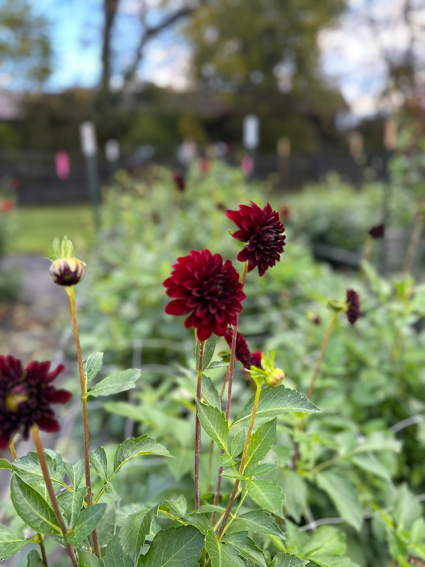 Golden Hour Dahlia Pick: Saturday, October 4th, 430PM - 7PM