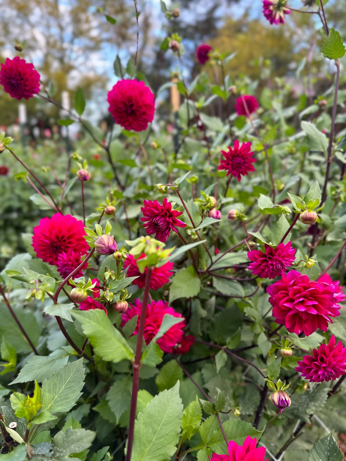 Golden Hour Dahlia Pick: Saturday, October 4th, 430PM - 7PM