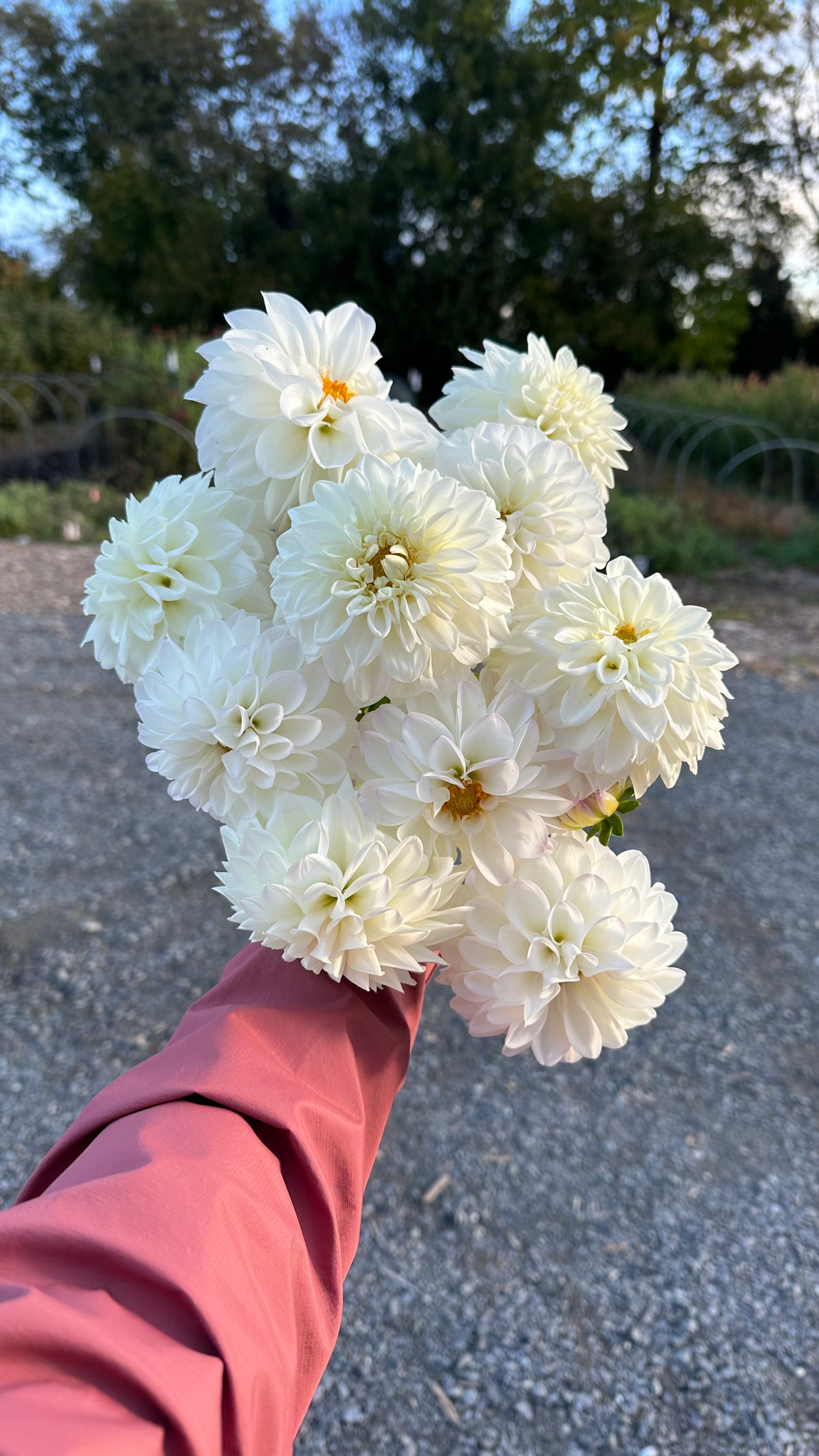 Golden Hour Dahlia Pick: Saturday, October 4th, 430PM - 7PM