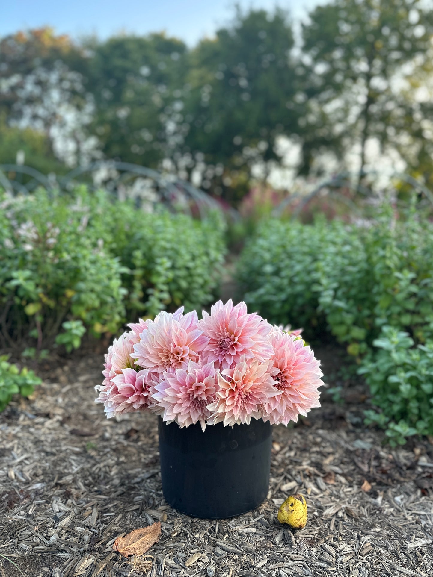 Golden Hour Dahlia Pick: Saturday, October 4th, 430PM - 7PM