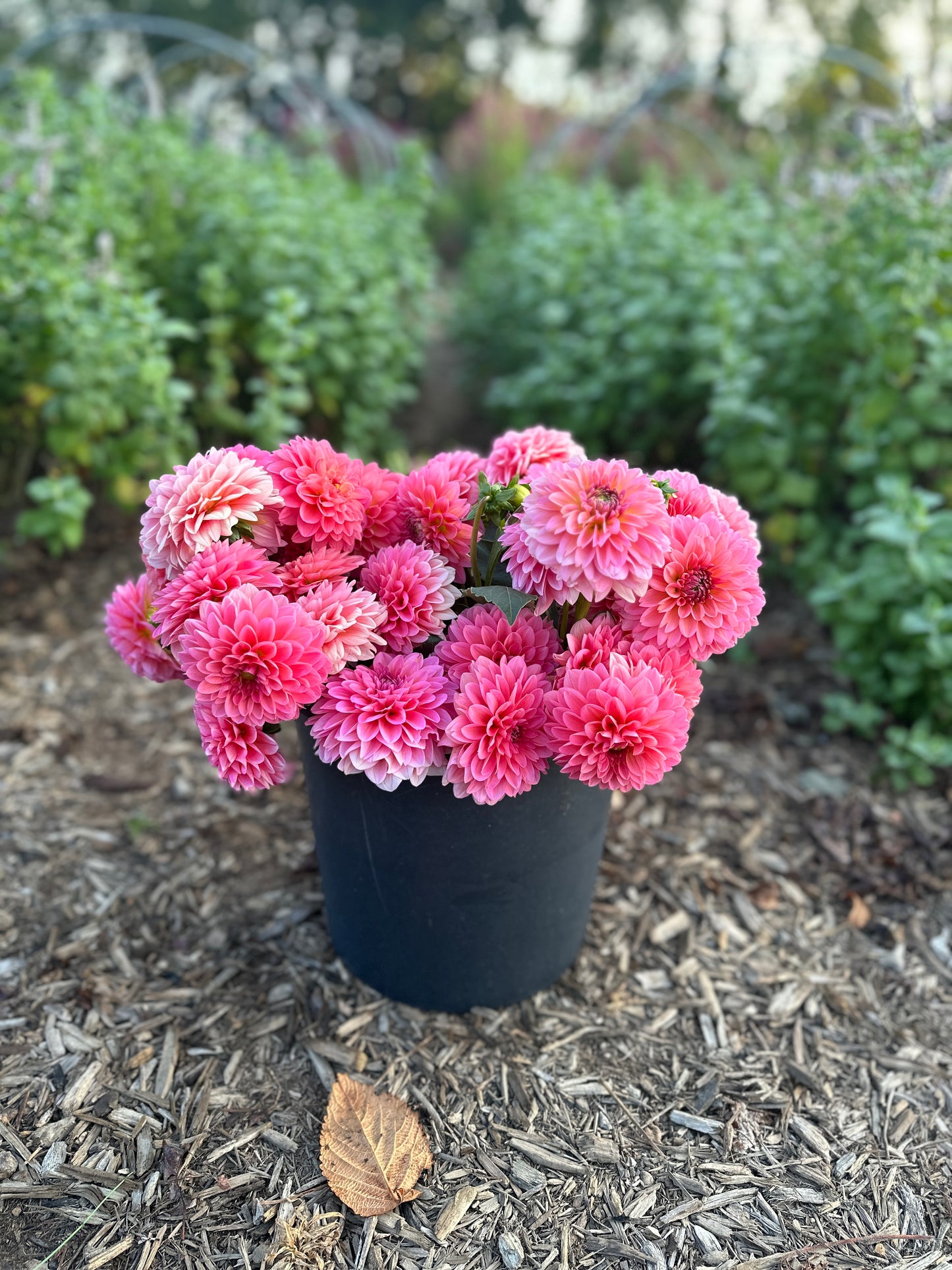 Golden Hour Dahlia Pick: Saturday, October 4th, 430PM - 7PM