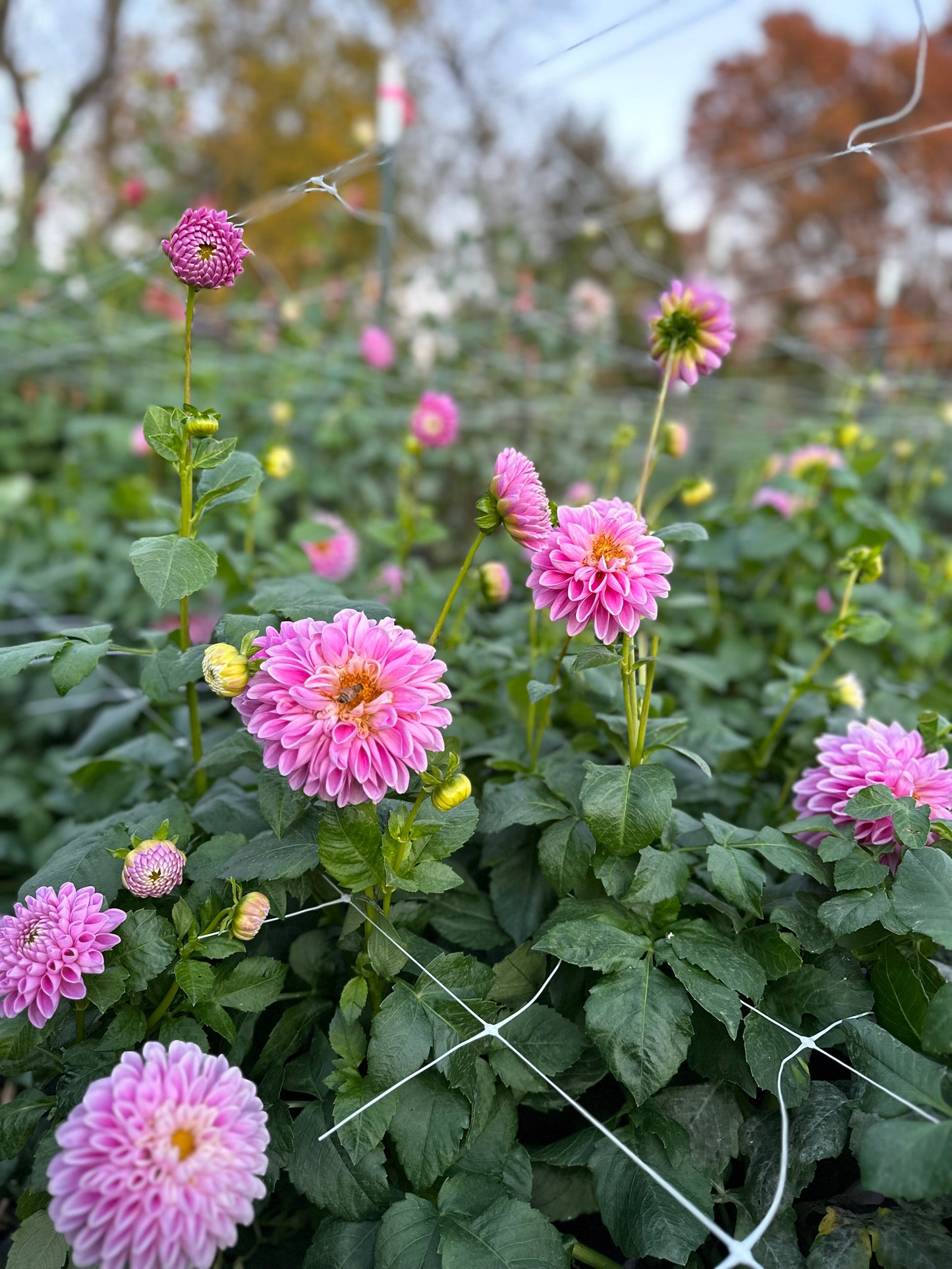 Golden Hour Dahlia Pick: Saturday, October 4th, 430PM - 7PM