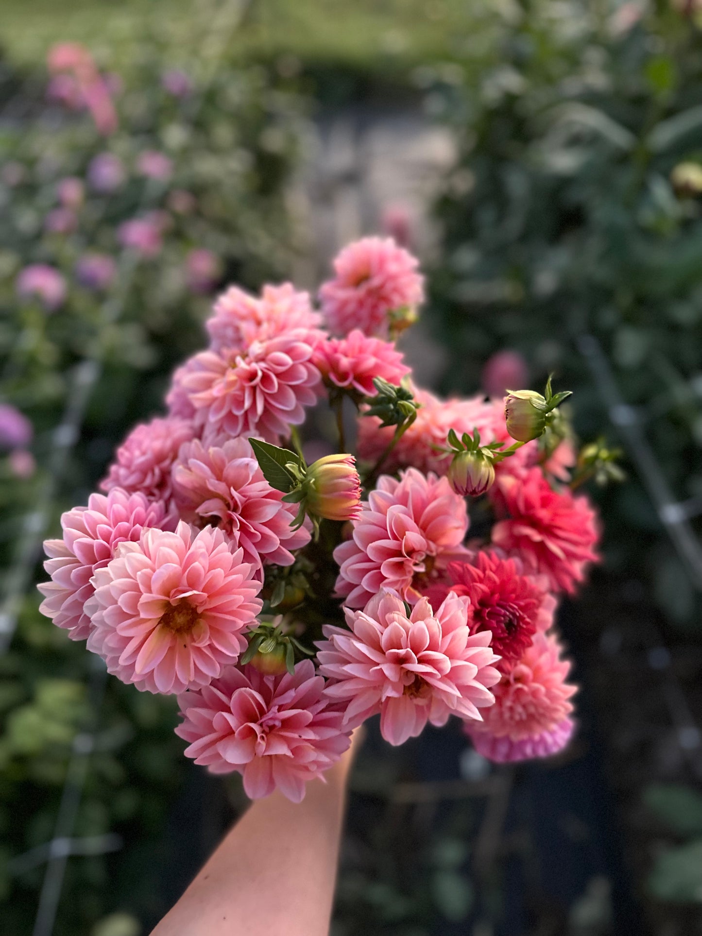 Golden Hour Dahlia Pick: Saturday, October 4th, 430PM - 7PM