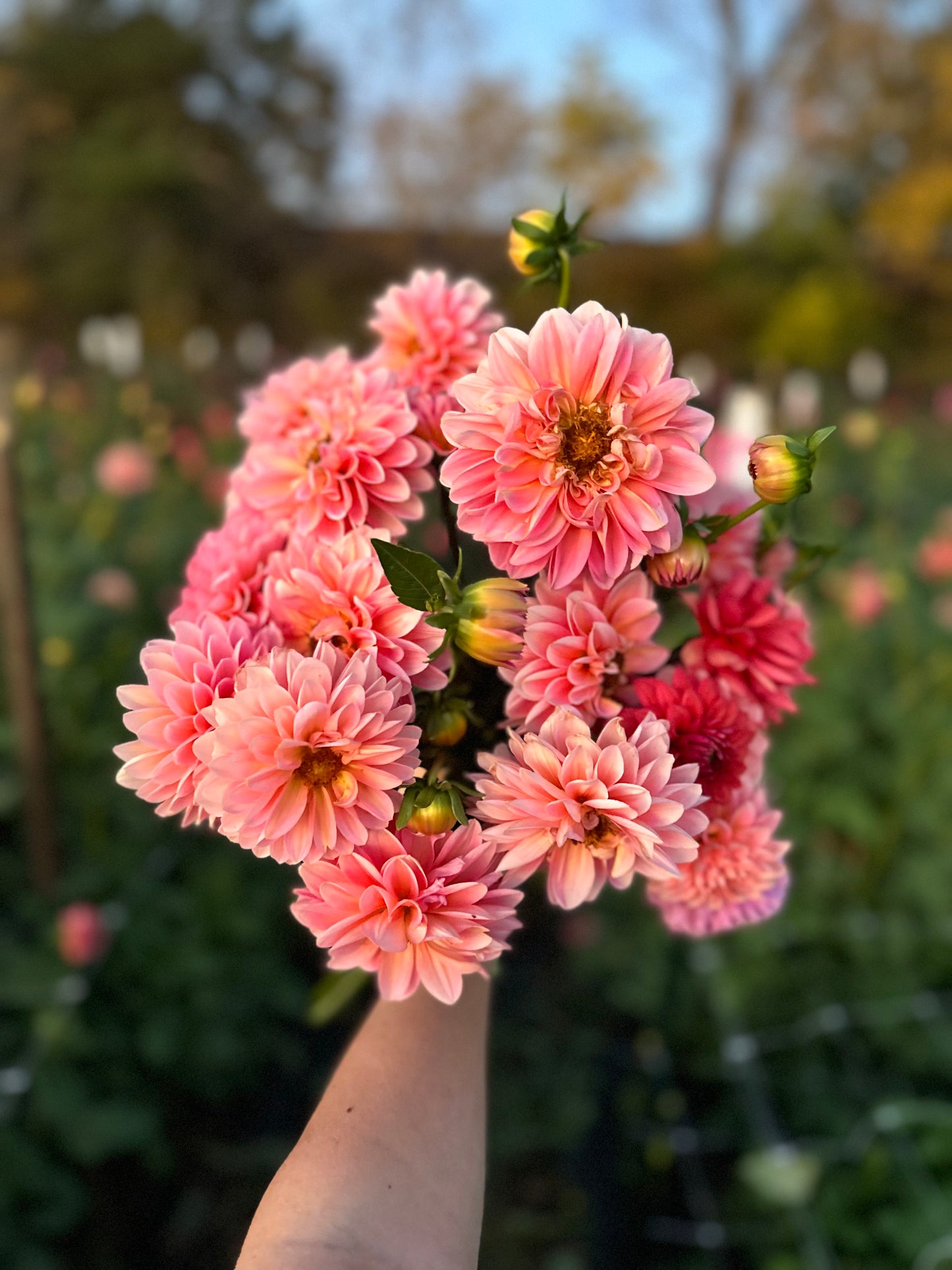 Golden Hour Dahlia Pick: Saturday, October 4th, 430PM - 7PM