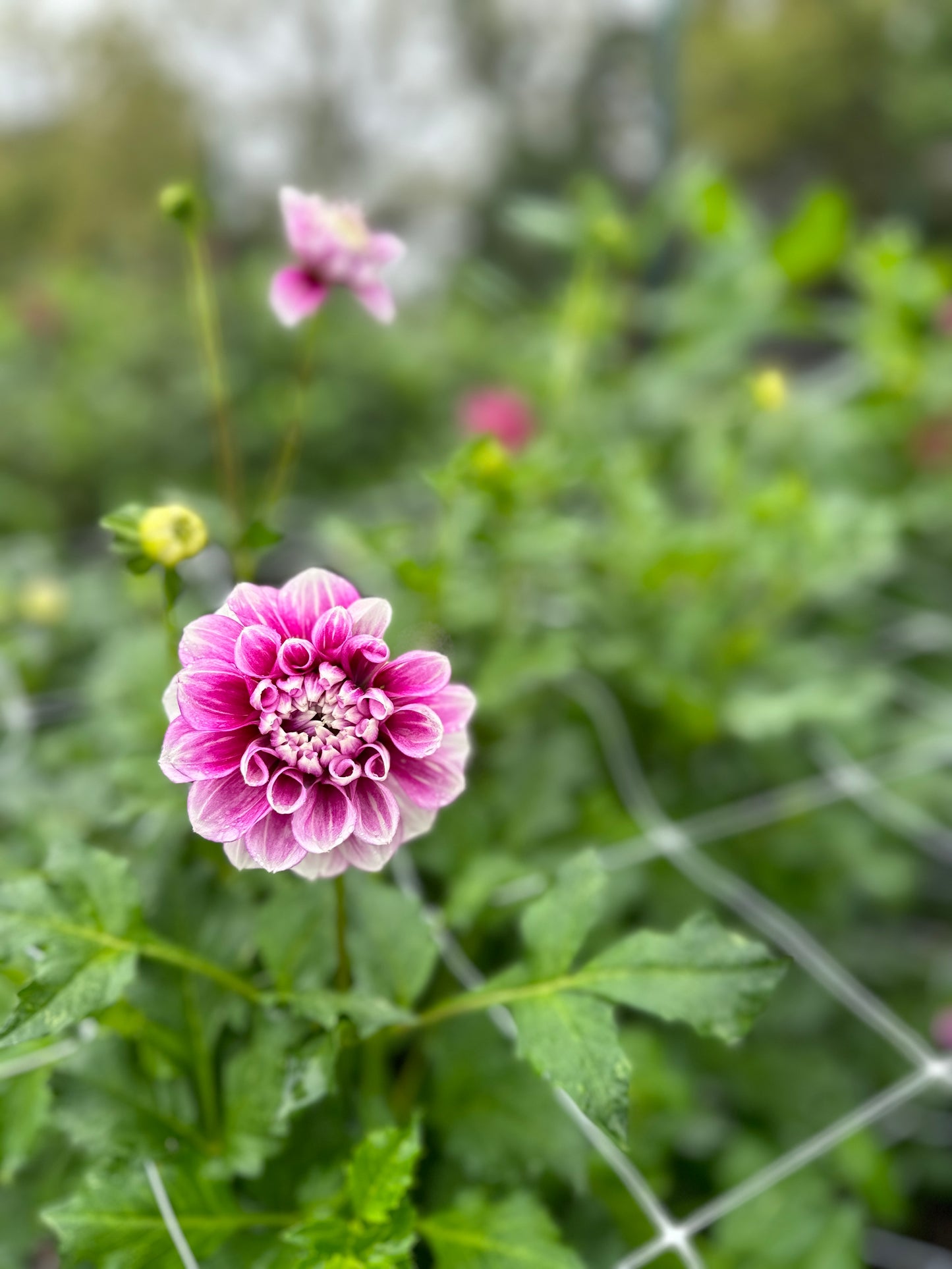 Golden Hour Dahlia Pick: Saturday, October 4th, 430PM - 7PM