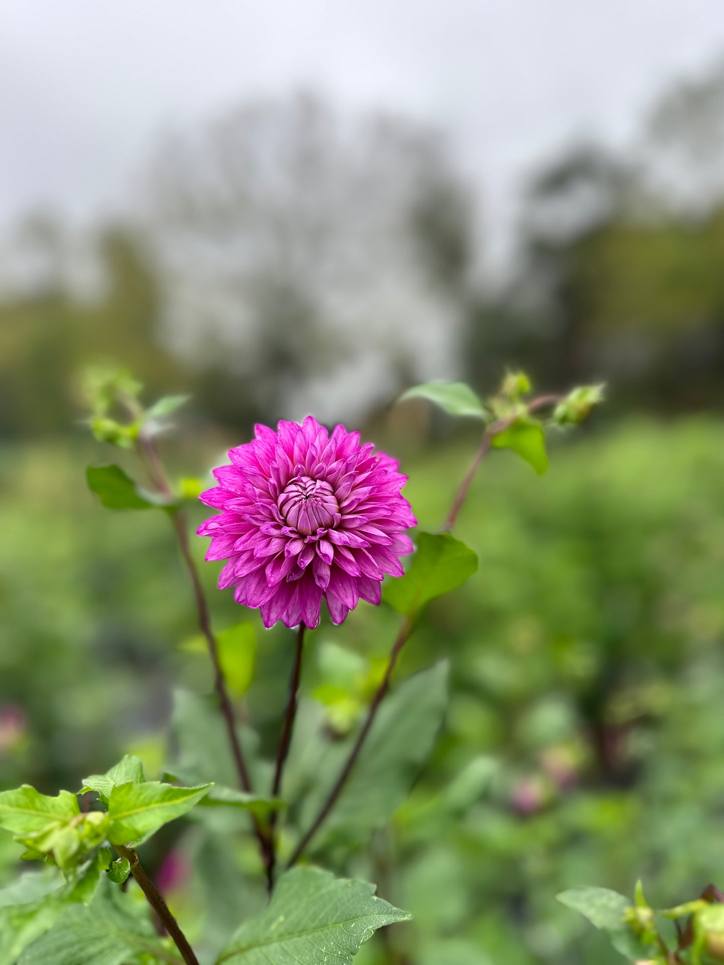 Golden Hour Dahlia Pick: Saturday, October 4th, 430PM - 7PM
