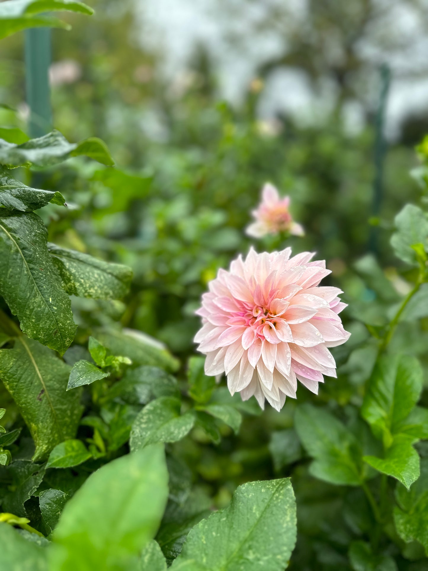 Golden Hour Dahlia Pick: Saturday, October 4th, 430PM - 7PM