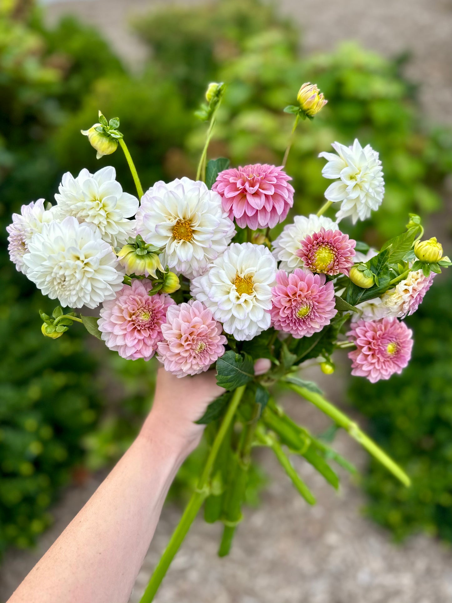 Golden Hour Dahlia Pick: Saturday, October 4th, 430PM - 7PM