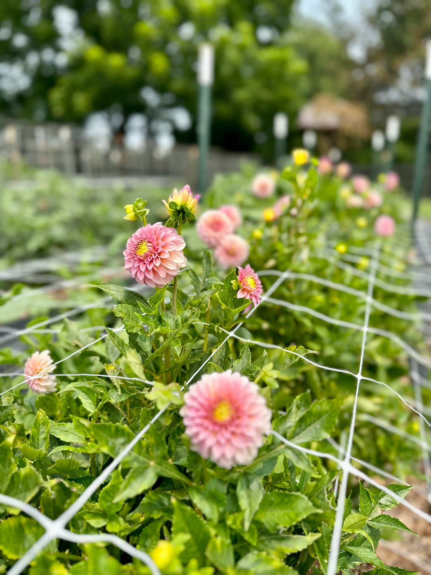 Golden Hour Dahlia Pick: Saturday, October 4th, 430PM - 7PM