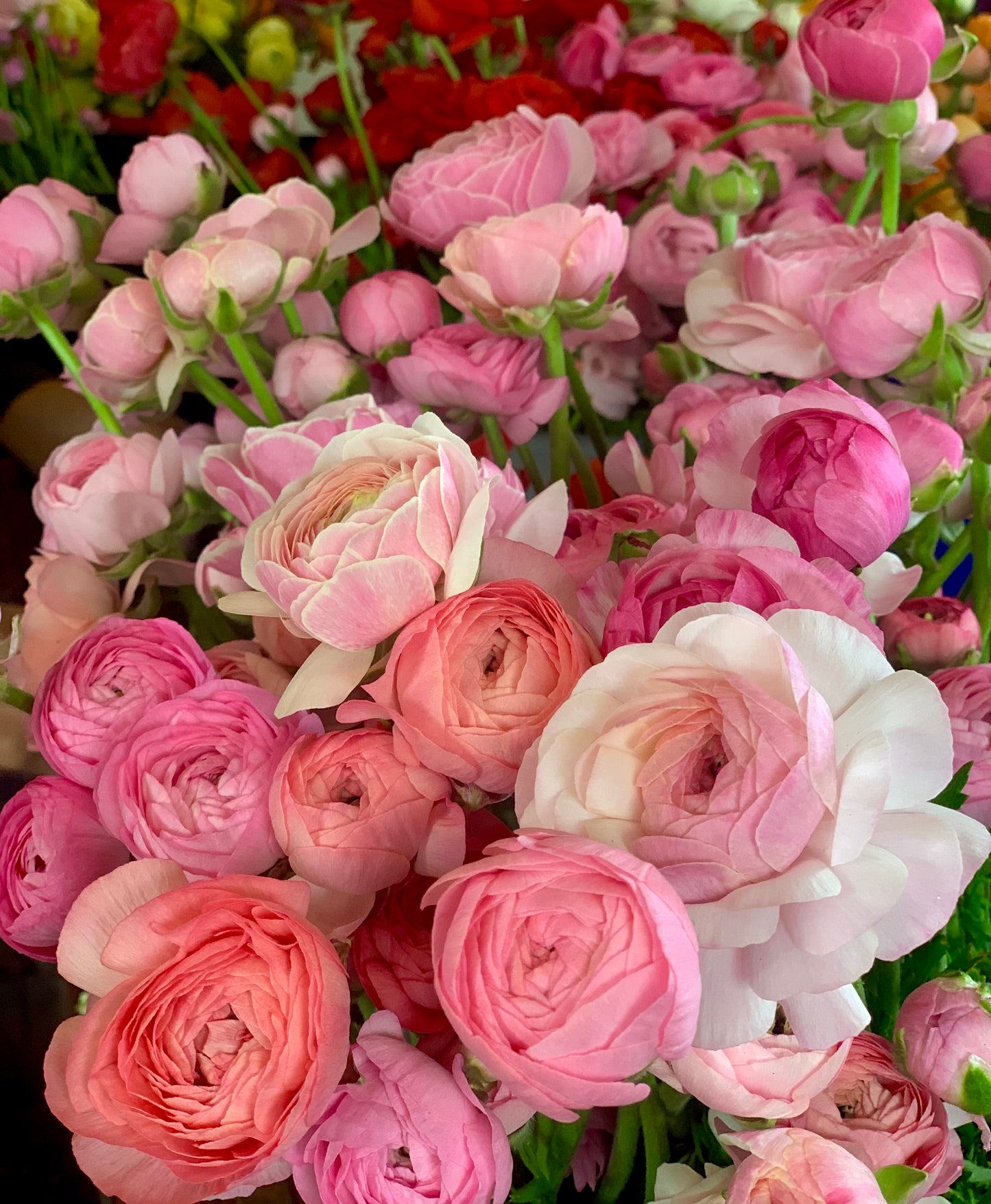 Ranunculus Bucket (50 Stems)