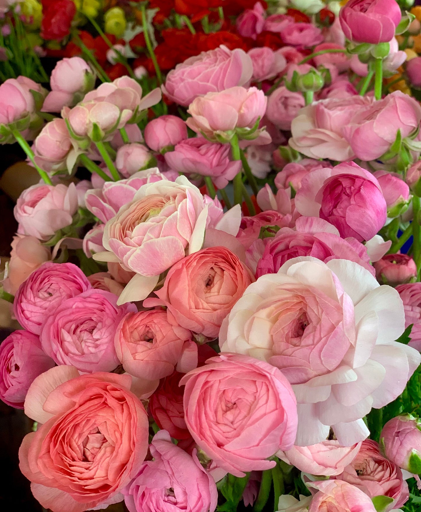 Mother's Day Ranunculus Bunch