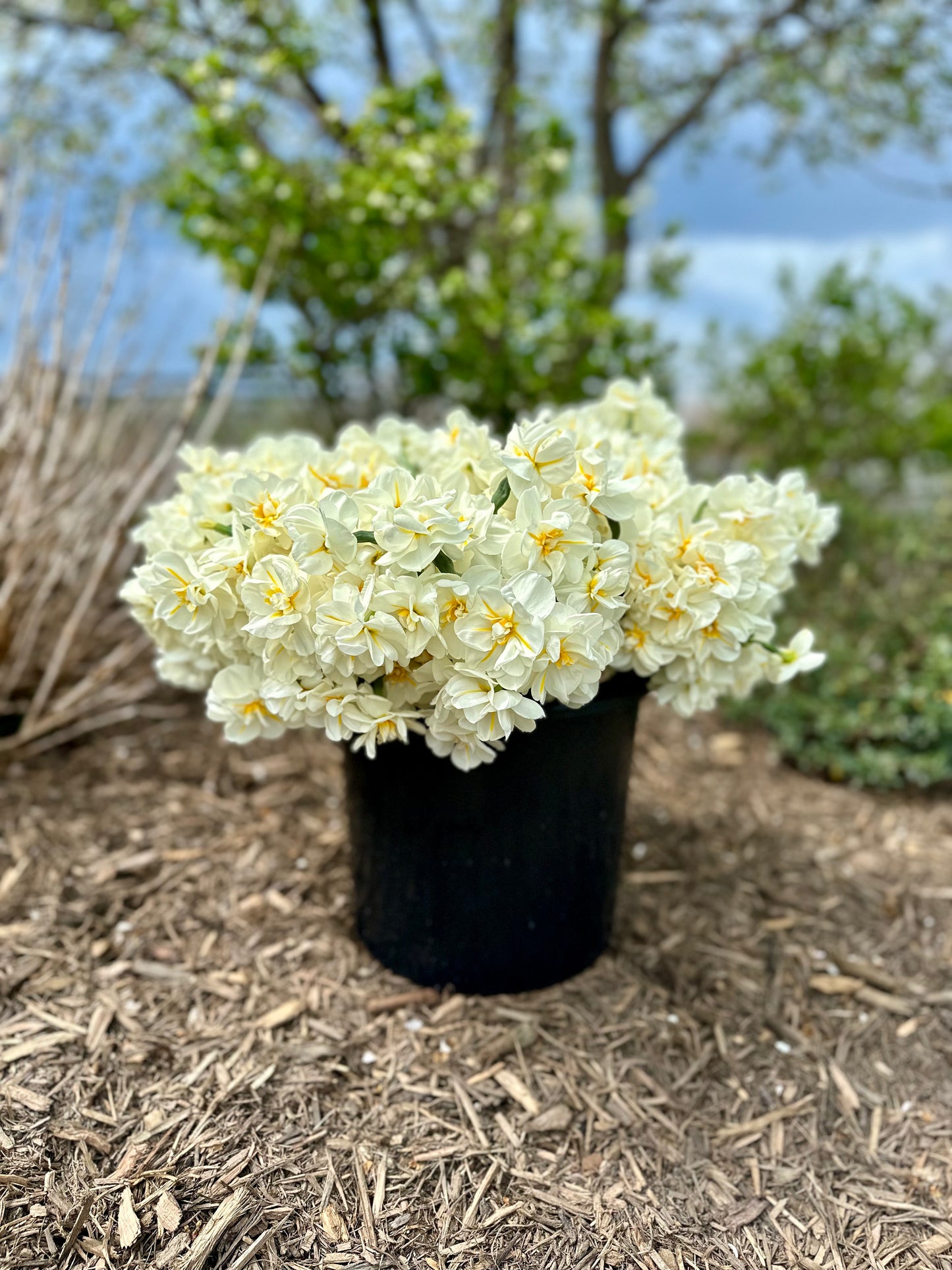 Double Spray Daffodil Bucket (50 Stems)