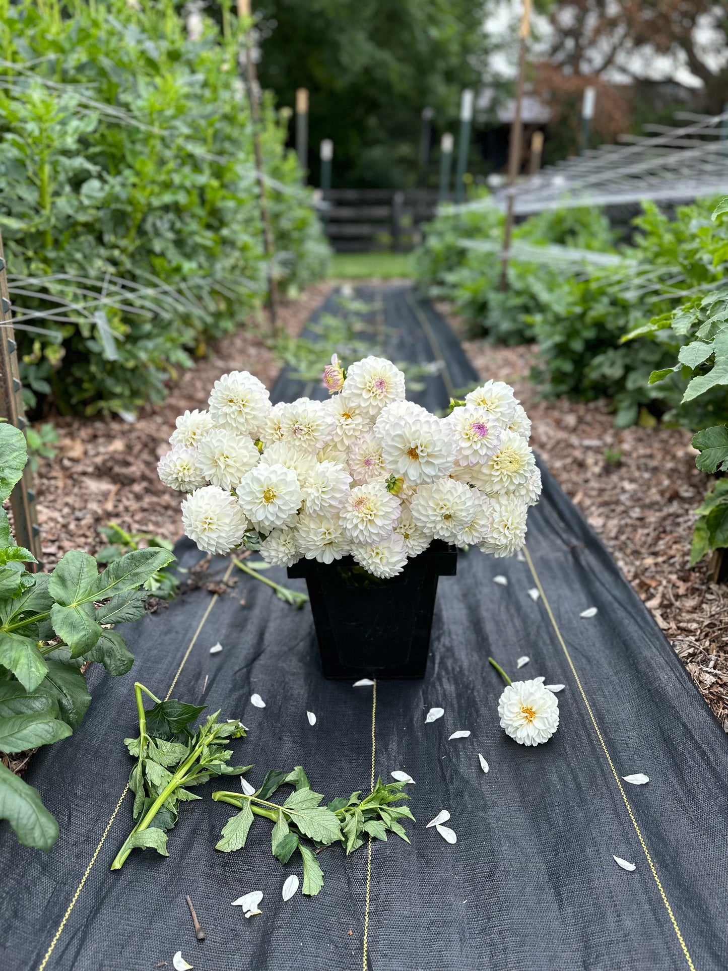 Golden Hour Dahlia Pick: Saturday, October 4th, 430PM - 7PM