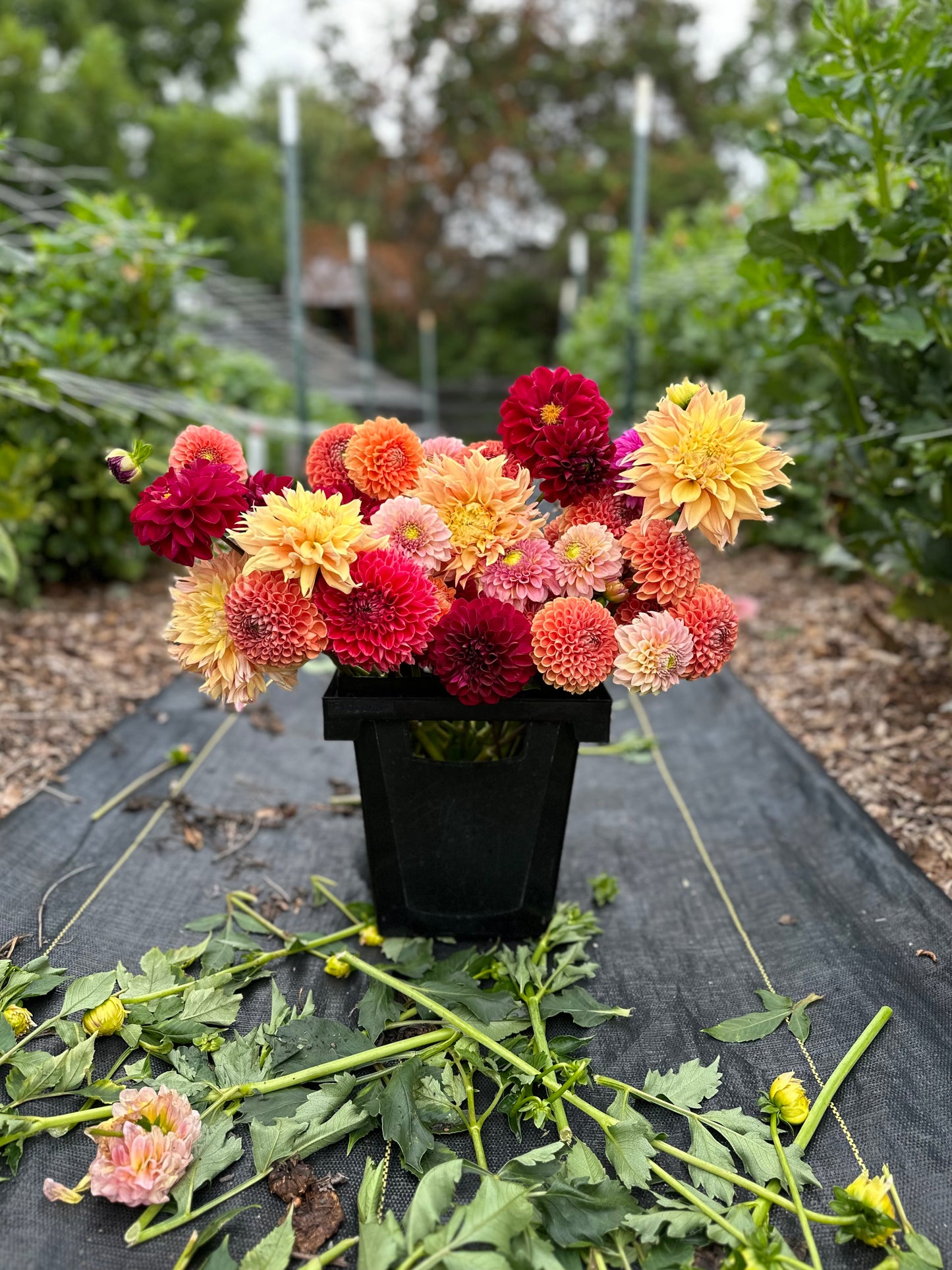 Golden Hour Dahlia Pick: Saturday, October 4th, 430PM - 7PM