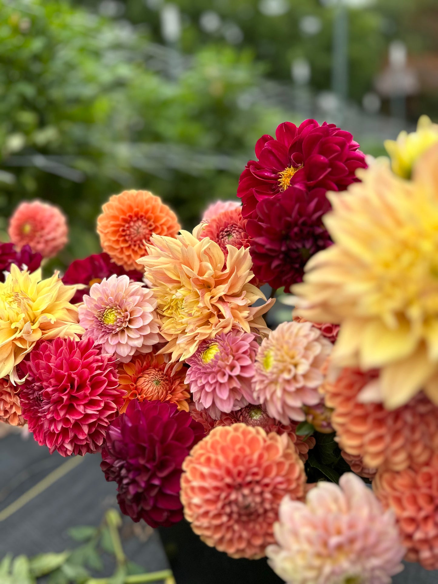 Golden Hour Dahlia Pick: Saturday, October 4th, 430PM - 7PM