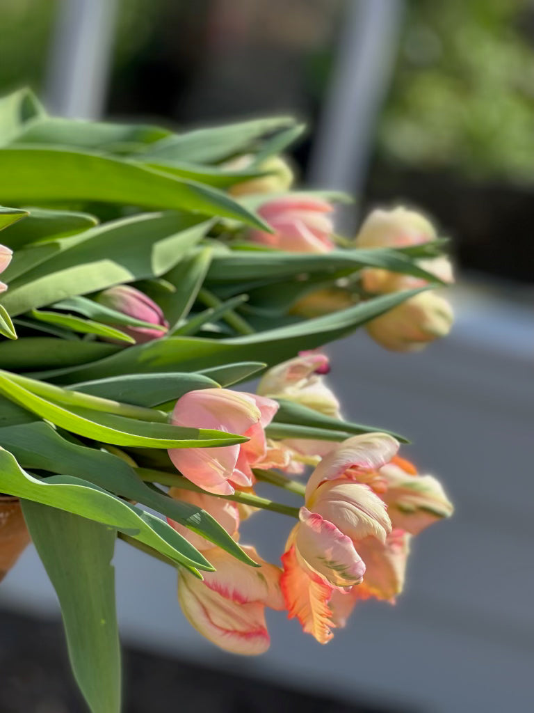 Freshly cut parrot tulips from the fields of Sweet Piedmont Flower Farm