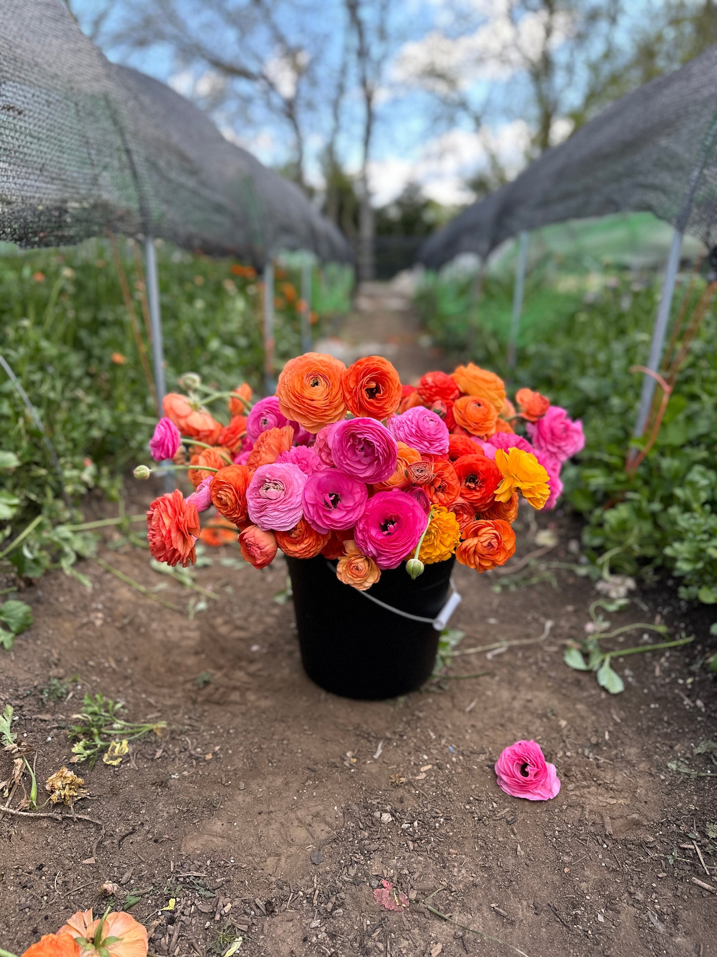 Ranunculus Bucket (50 Stems)