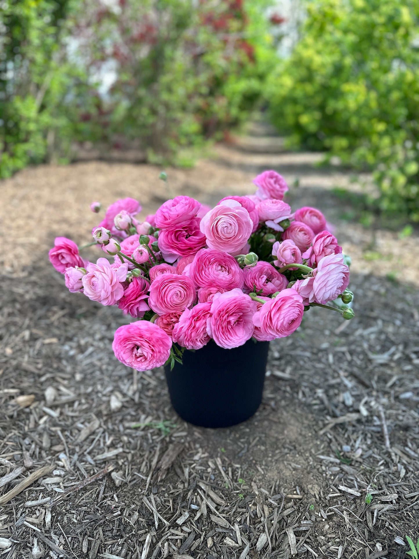 Ranunculus Bucket (50 Stems)
