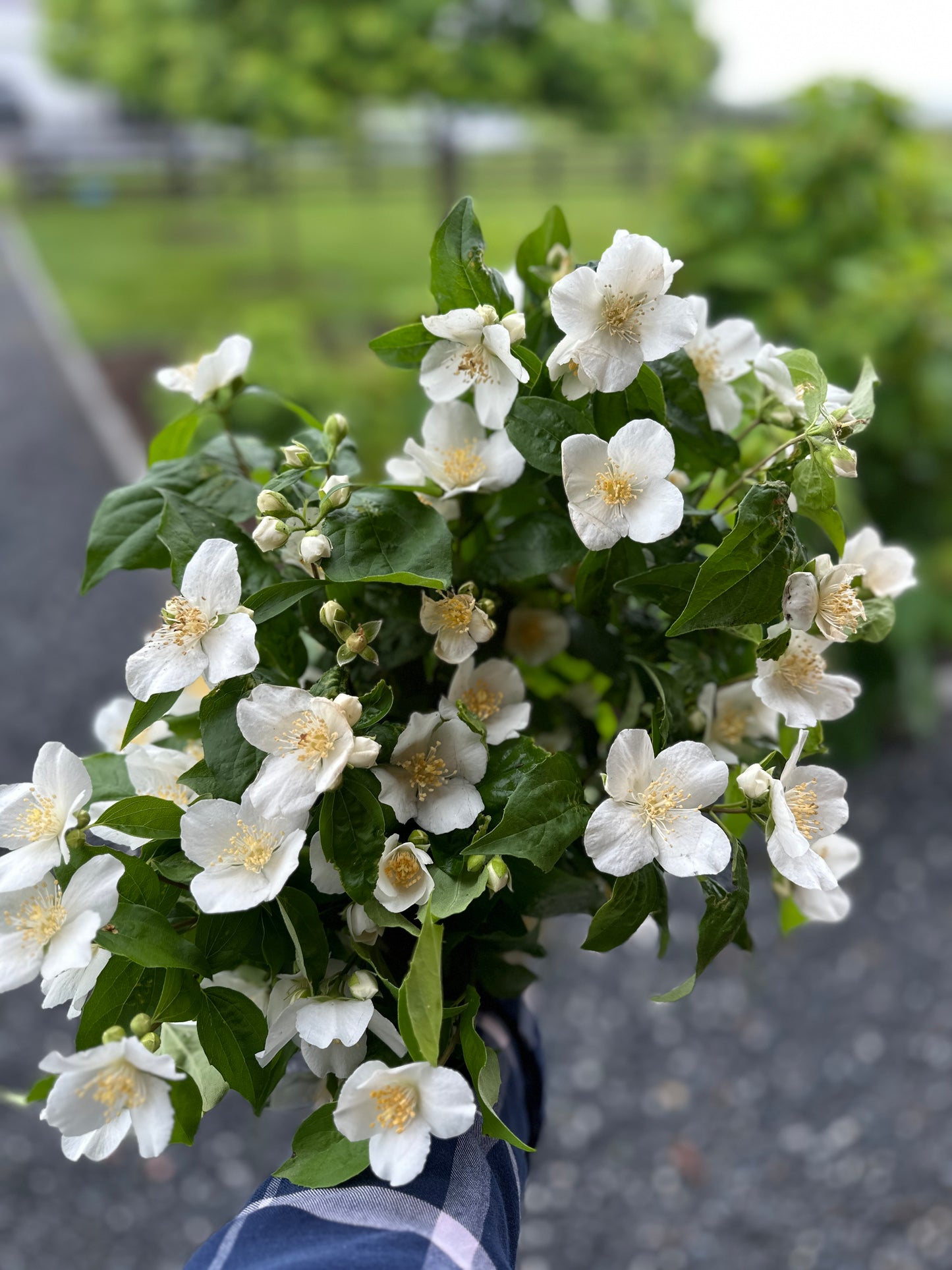 4 Weeks of The Weekly Bloom (May 7 - May 28)